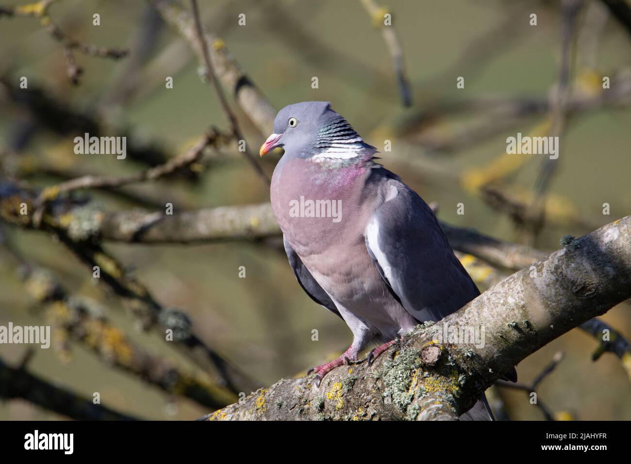 Nahaufnahme einer Waldtaube (Columba palumbus), die auf einem Ast mit Flechten mit Schatten und Sonnenlicht thront Stockfoto