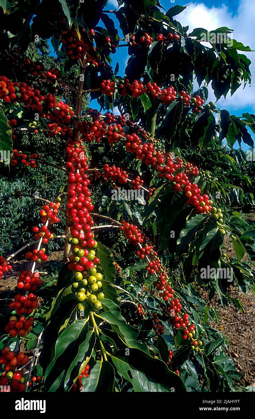 Kaffeebaum in Cherry, Coffea arabica, Kona Coast, Big Island of Hawaii Stockfoto