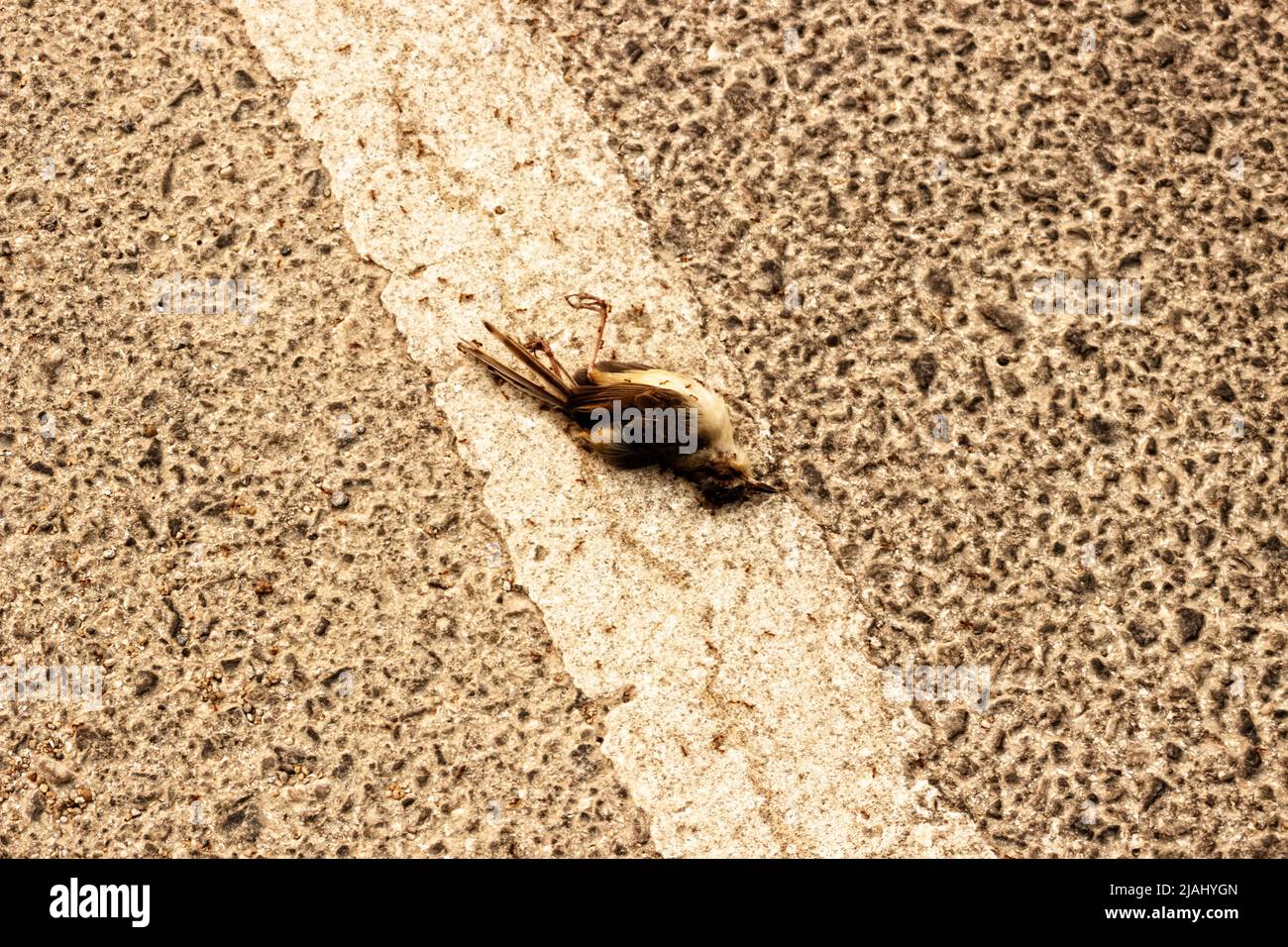Kleiner Vogel starb, der von Ameisen gefressen wird. Saprophyten, die Leichen essern, reinigen die Umwelt von toten Tieren. Nordthailand Stockfoto