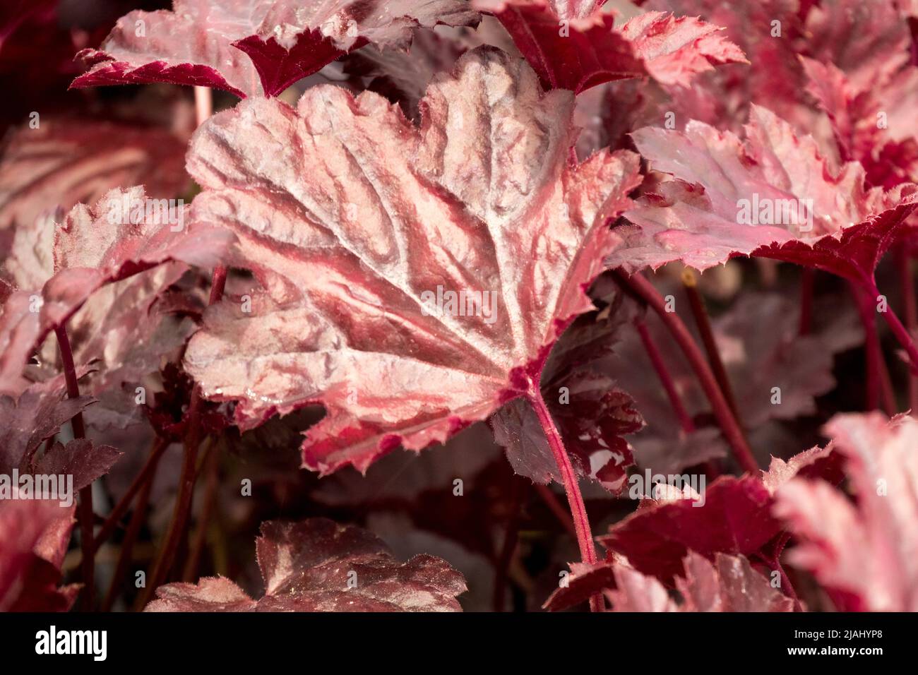Heuchera Blatt Dunkelviolett Farbe Heuchera „Schwarzes Meer“ Heuchera Deep Colour Plant Garden Heucheras Stockfoto