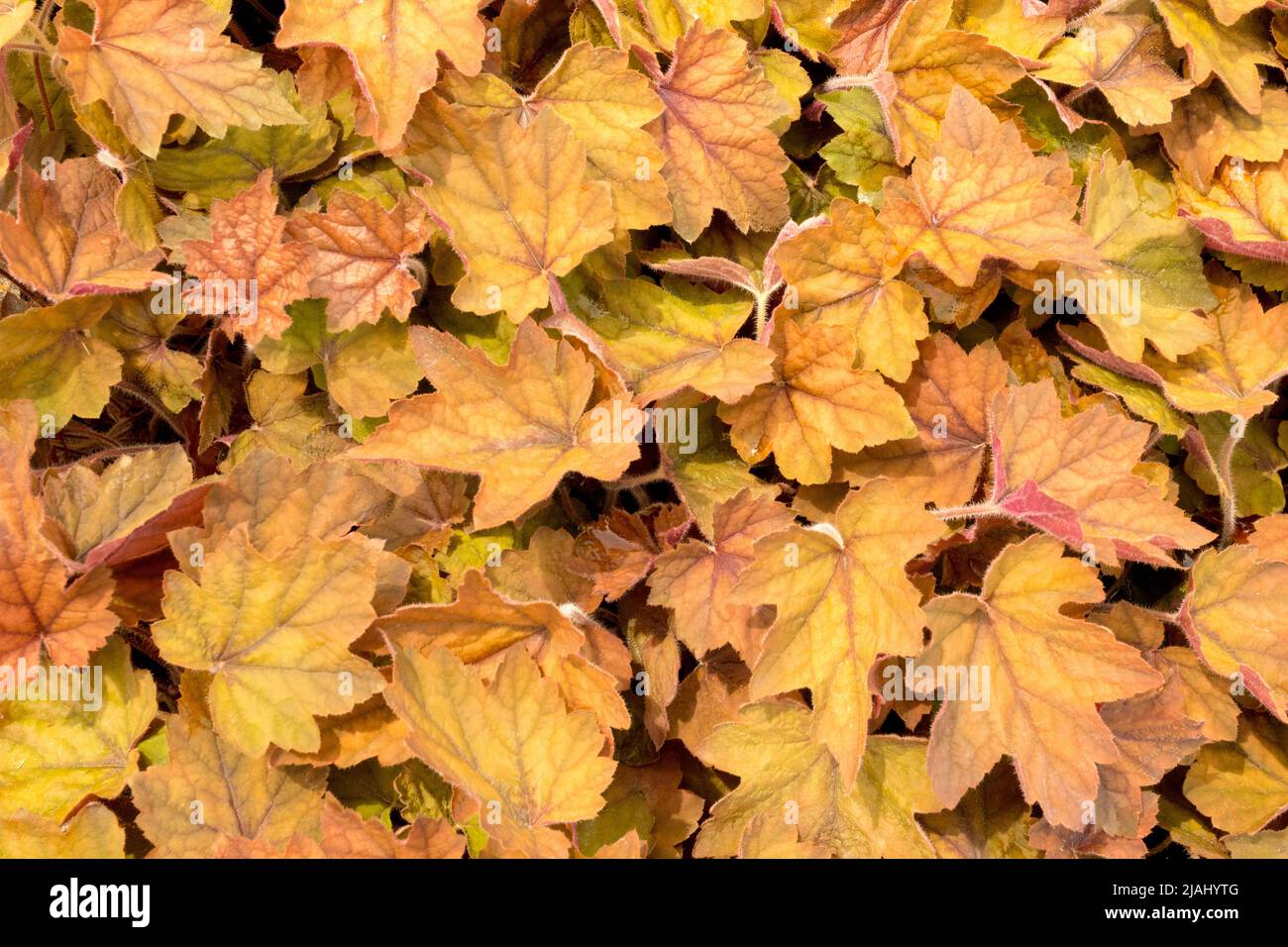 Heucherella, Blätter, xHeucherella, Laub, dekorativ, Pflanze, Garten, Blatt, Schaumende Glocken, Heucherellas Stockfoto