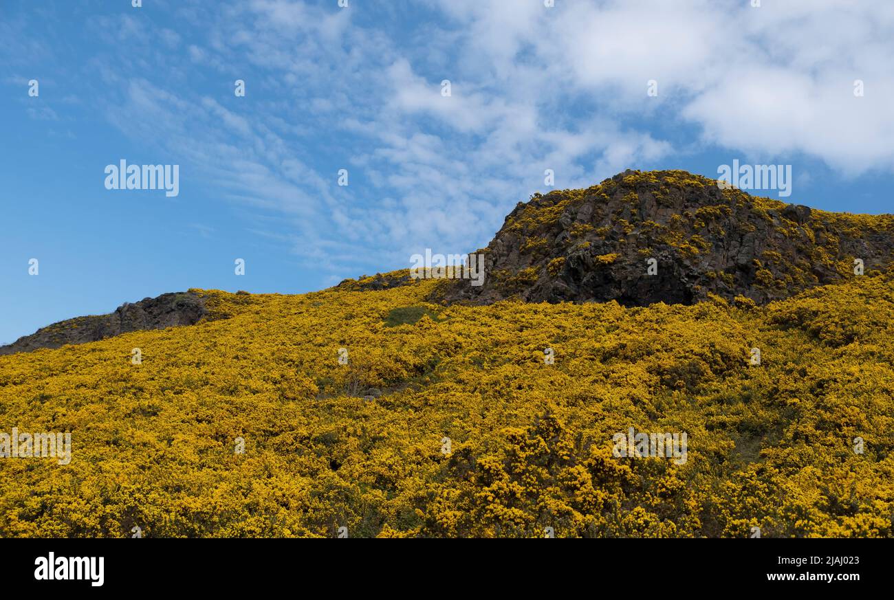 Arthur's Sitz in Edinburgh, Schottland während der Blüte Stockfoto