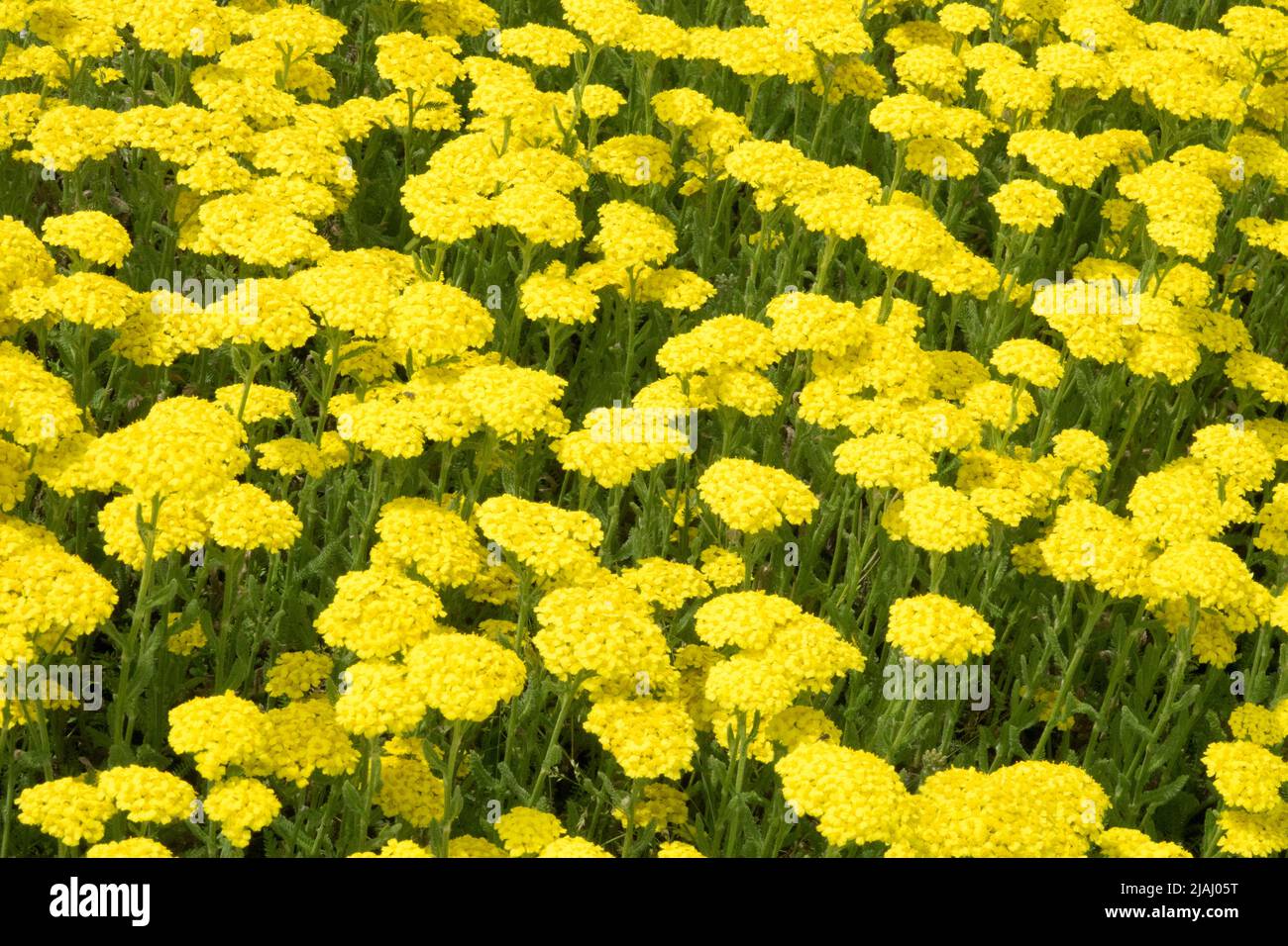 Achillea millefolium 'Desert Eve Yellow', Yellow Yarrow, Garten, Pflanze Stockfoto