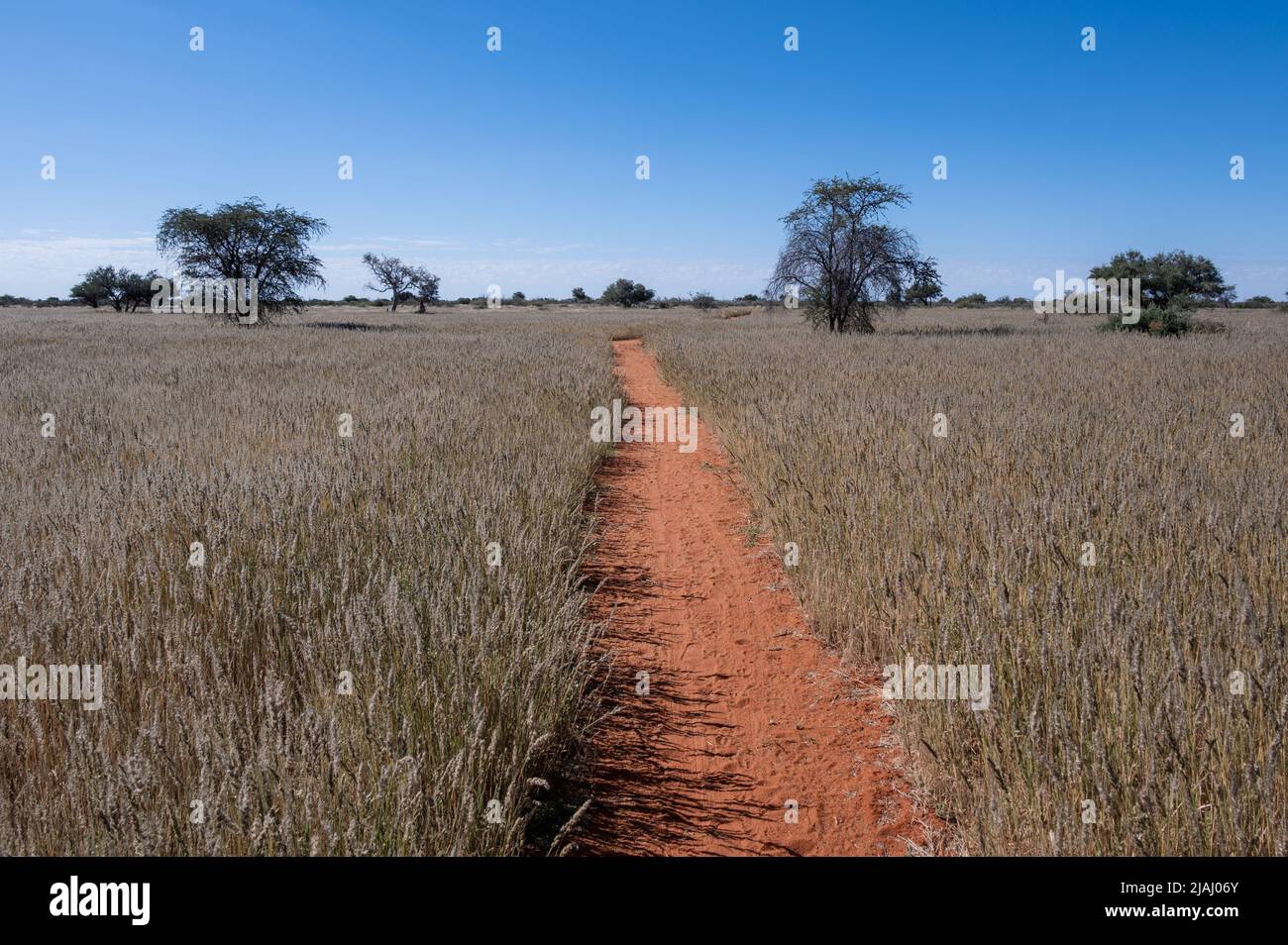 Weg mit rotem Sand durch die kalahari Wüste Stockfoto