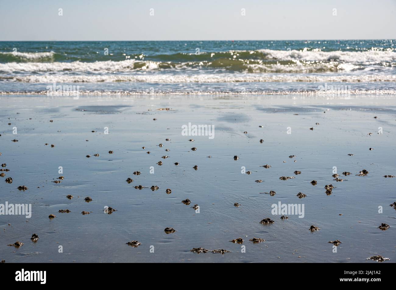 Lugworm, Yachthafen von Arenicola, Sandabgüsse am Shanklin Beach, Isle of Wight, Hampshire Stockfoto