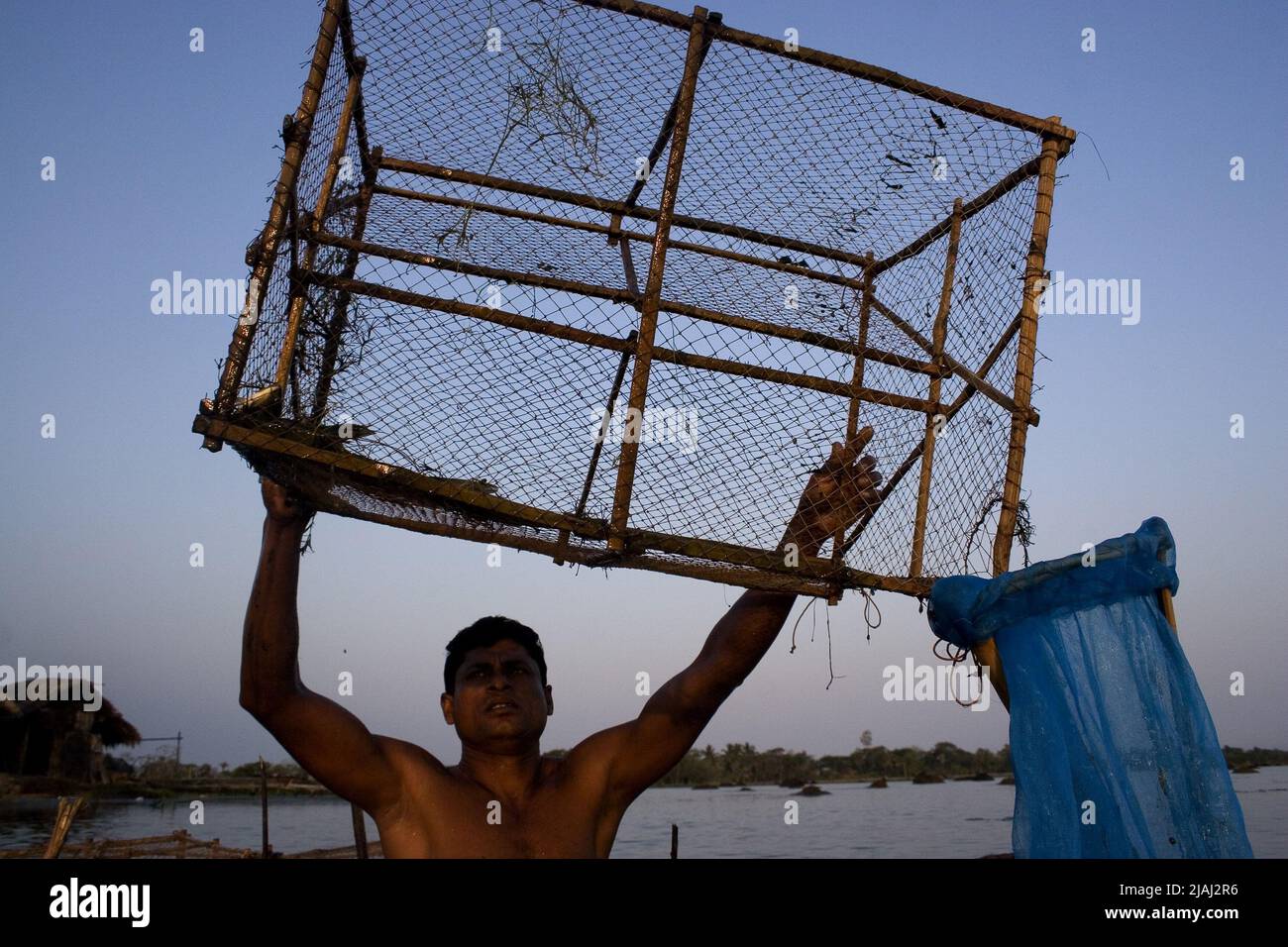 Eine Person sammelt Garnelen in einem Gher (Garnelenfirma) in Mathbari, einem fernen Dorf in Sundarbans. Mathbari, Kaira, Bangladesch. 04.Mai 2007. Stockfoto