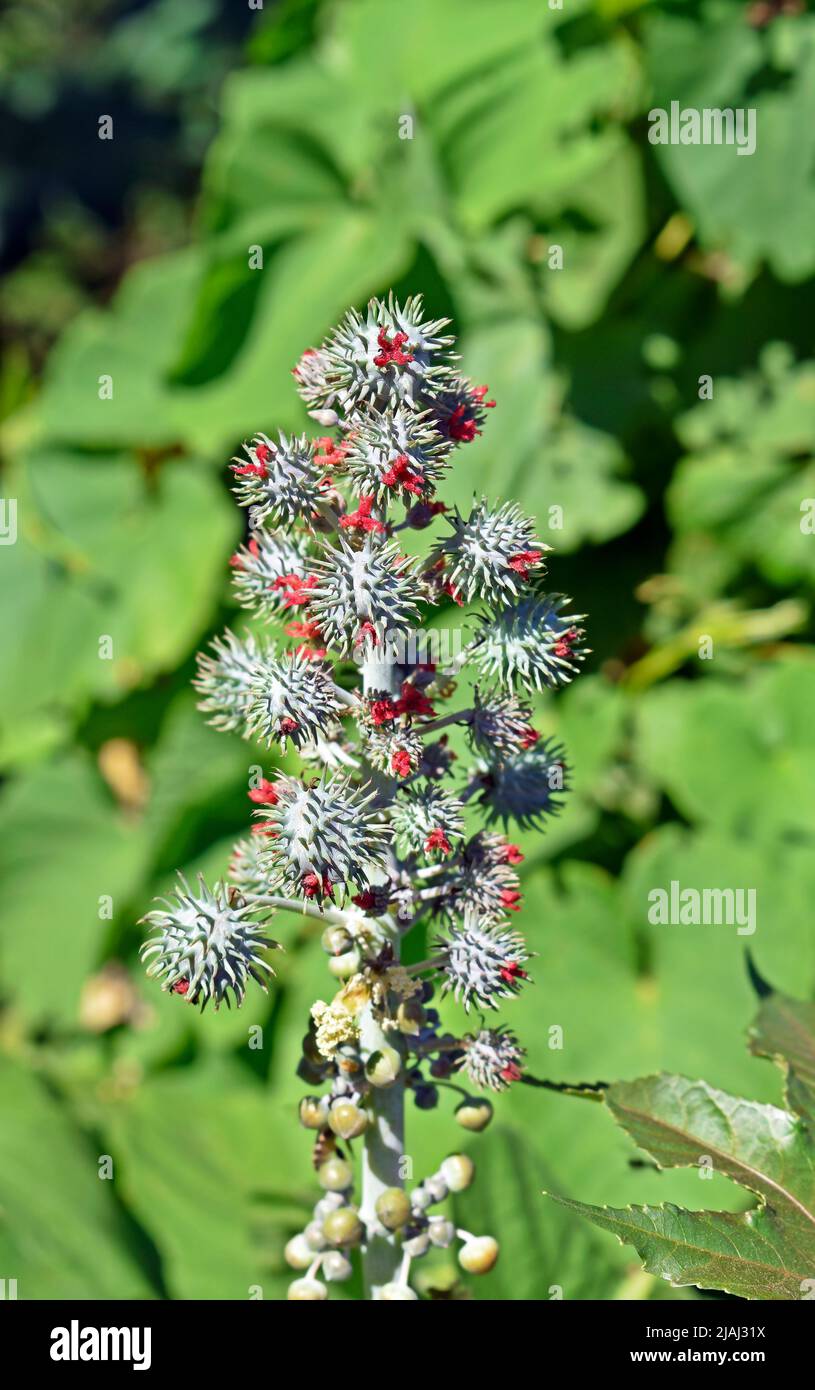 Rizinusbohne (Ricinus communis) auf Baum, Rio Stockfoto