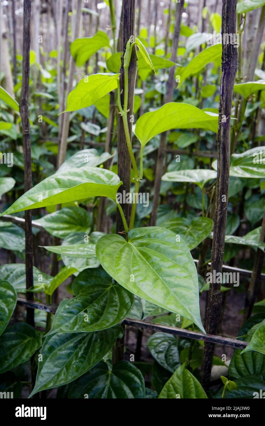 Betelblatt (Piper Betel) oder Pan in einem Garten in einem Dorf von Meherpur, Bangladesch. 28. Juni 2007. Das Betelblatt ist ein tropischer Kriechgang, der zur Familie der Pfefferpflanzen namens Piper Betel gehört. Die Leute kauen es, um den Atem und die Farbe (karmesinrot) der Lippen und Zunge zu versüßen und auch ein wenig narkotisches Vergnügen zu haben. Normalerweise wird die Pfanne mit Kalk-Muschel-Paste (Chun) und Areca-Mutter oder Betel-Mutter (Supari) gekaut. Viele essen Pfanne, die es mit zusätzlichen Elementen wie Koriandersamen, Zimt, Kardamomen und vielfältig aromatisierten Stäuben vermischt. Stockfoto