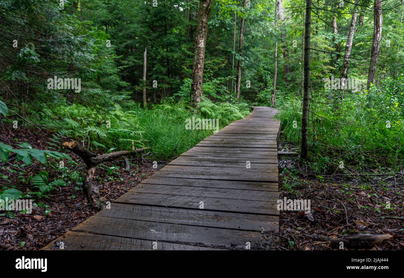 Von Wanderern verwendeter Holzweg durch einen Wald im Arrowhead Park, Ontario, Kanada Stockfoto