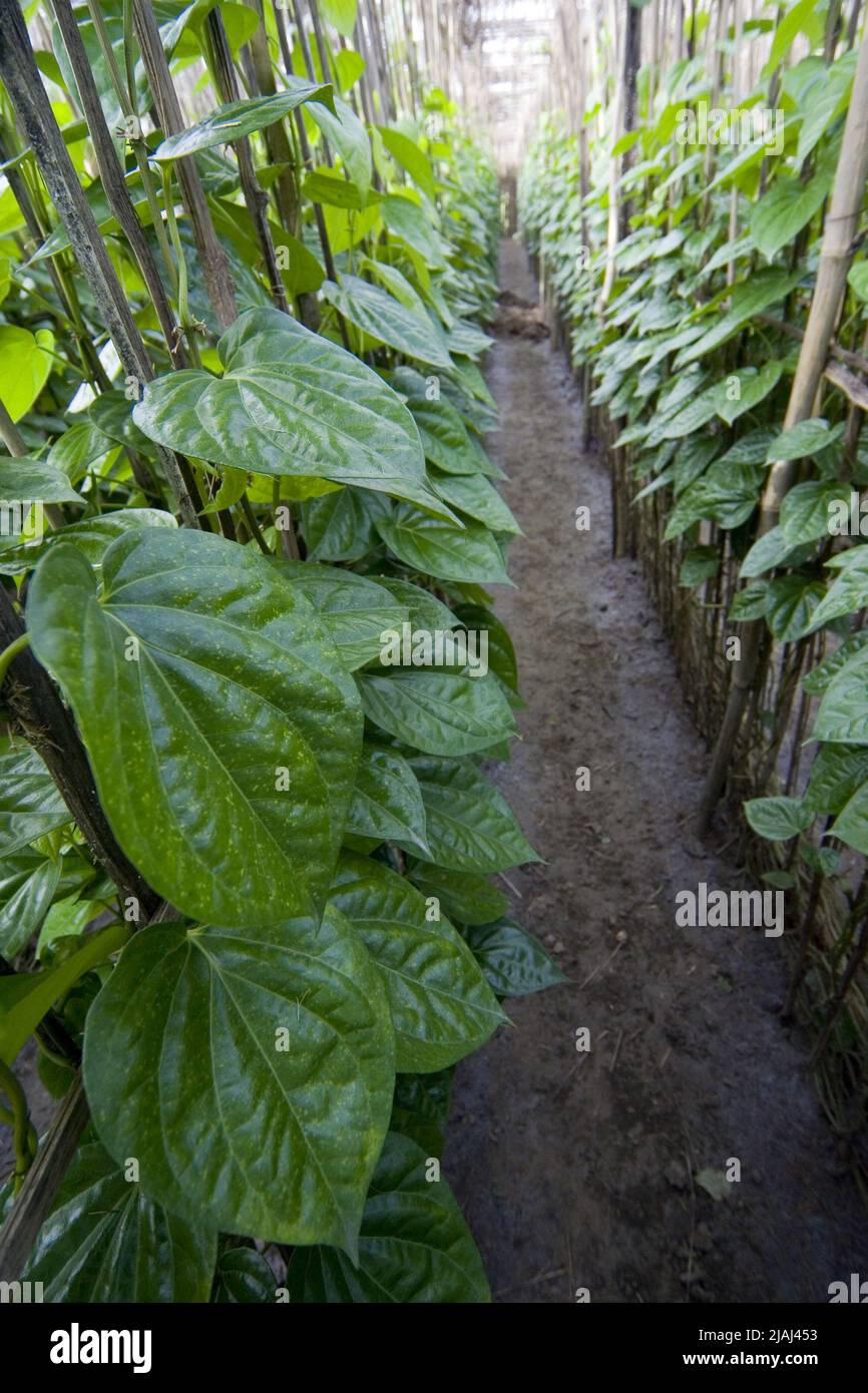 Ein Garten mit Betelblättern (Piper Betel) in einem Dorf in Meherpur, Bangladesch. 28. Juni 2007. Das Betelblatt oder Pan ist ein tropischer Kriechgang, der zur Familie der Pfefferpflanzen namens Piper Betel gehört. Die Leute kauen es, um den Atem und die Farbe (karmesinrot) der Lippen und Zunge zu versüßen und auch ein wenig narkotisches Vergnügen zu haben. Normalerweise wird die Pfanne mit Kalk-Muschel-Paste (Chun) und Areca-Mutter oder Betel-Mutter (Supari) gekaut. Viele essen Pfanne, die es mit zusätzlichen Elementen wie Koriandersamen, Zimt, Kardamomen und vielfältig aromatisierten Stäuben vermischt. Stockfoto