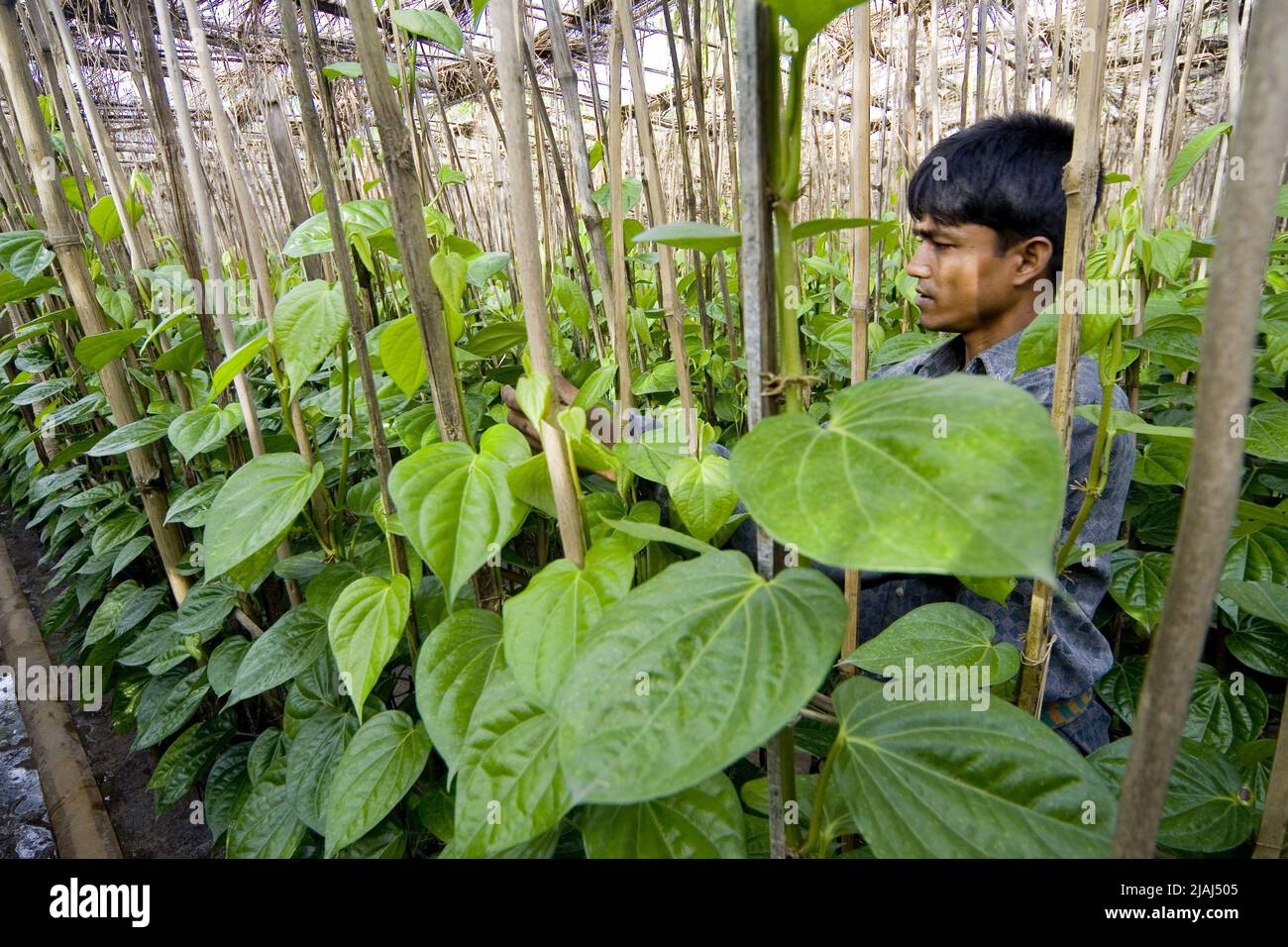Ein Bauer neigt zu einer Betel-Pflanze (Piper-Betel) in einem Garten in Meherpur. Bangladesch. 28. Juni 2007. Das Betelblatt oder Pan ist ein tropischer Kriechgang, der zur Familie der Pfefferpflanzen namens Piper Betel gehört. Die Leute kauen es, um den Atem und die Farbe (karmesinrot) der Lippen und Zunge zu versüßen und auch ein wenig narkotisches Vergnügen zu haben. Normalerweise wird die Pfanne mit Kalk-Muschel-Paste (Chun) und Areca-Mutter oder Betel-Mutter (Supari) gekaut. Viele essen Pfanne, die es mit zusätzlichen Elementen wie Koriandersamen, Zimt, Kardamomen und vielfältig aromatisierten Stäuben vermischt. Stockfoto