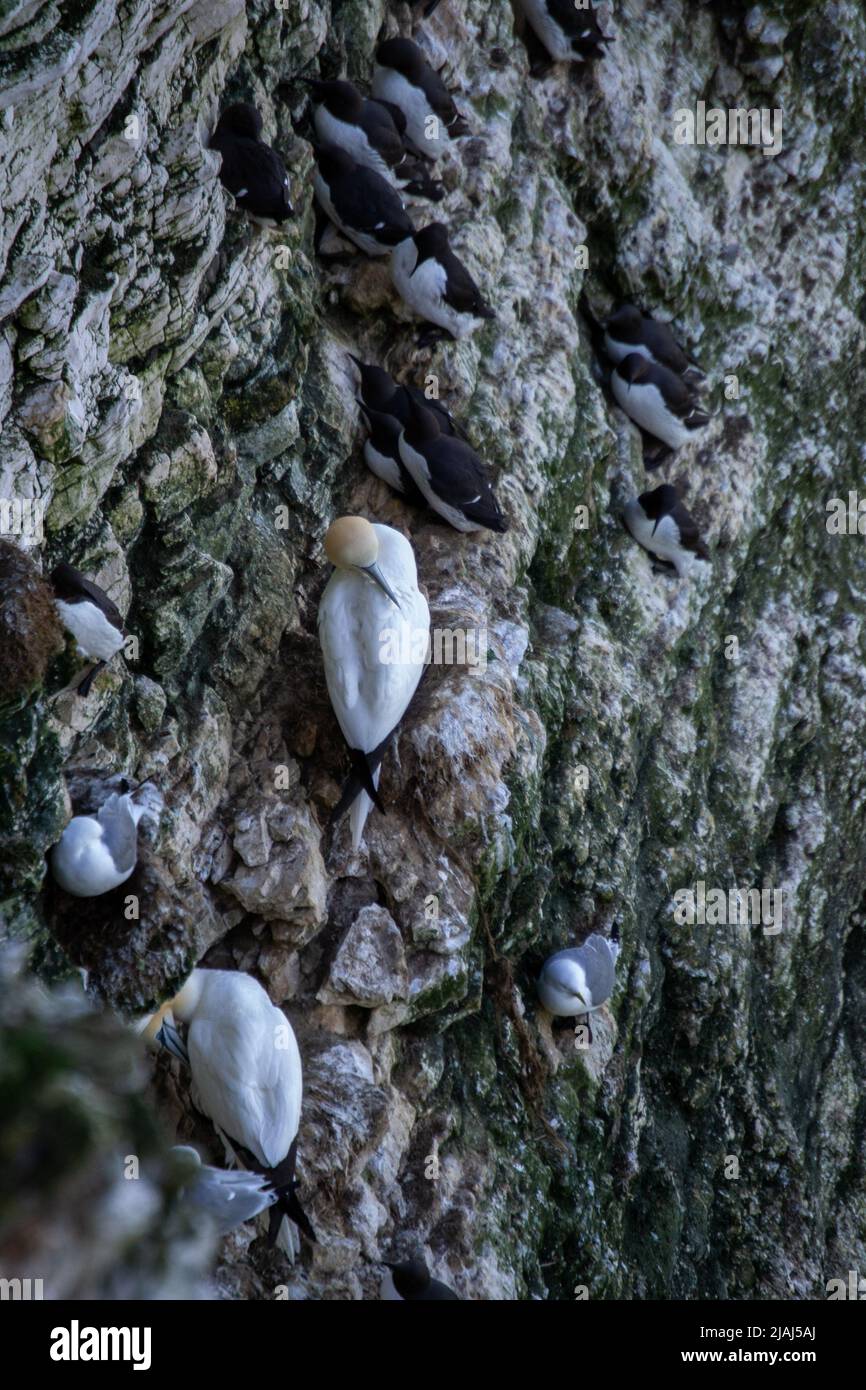 Der nördliche Gannet (Morus bassanus) und die Razorbill (Alca torda) thronen auf einem Felsvorsprung im Vereinigten Königreich. Stockfoto