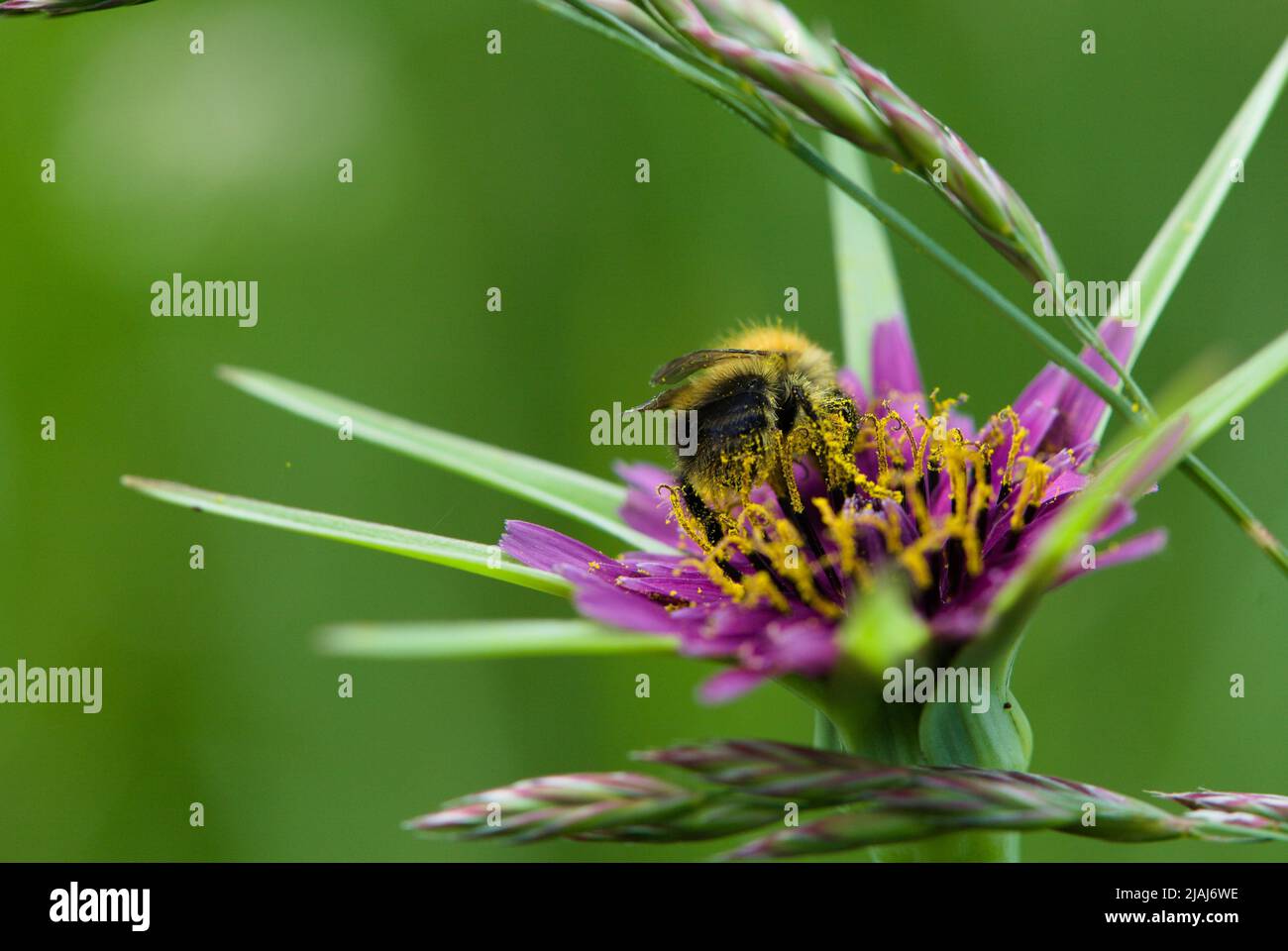 Biene bedeckt mit Pollen auf einer violetten Ziegenbart Blume, Tragopogon porrifolius Stockfoto