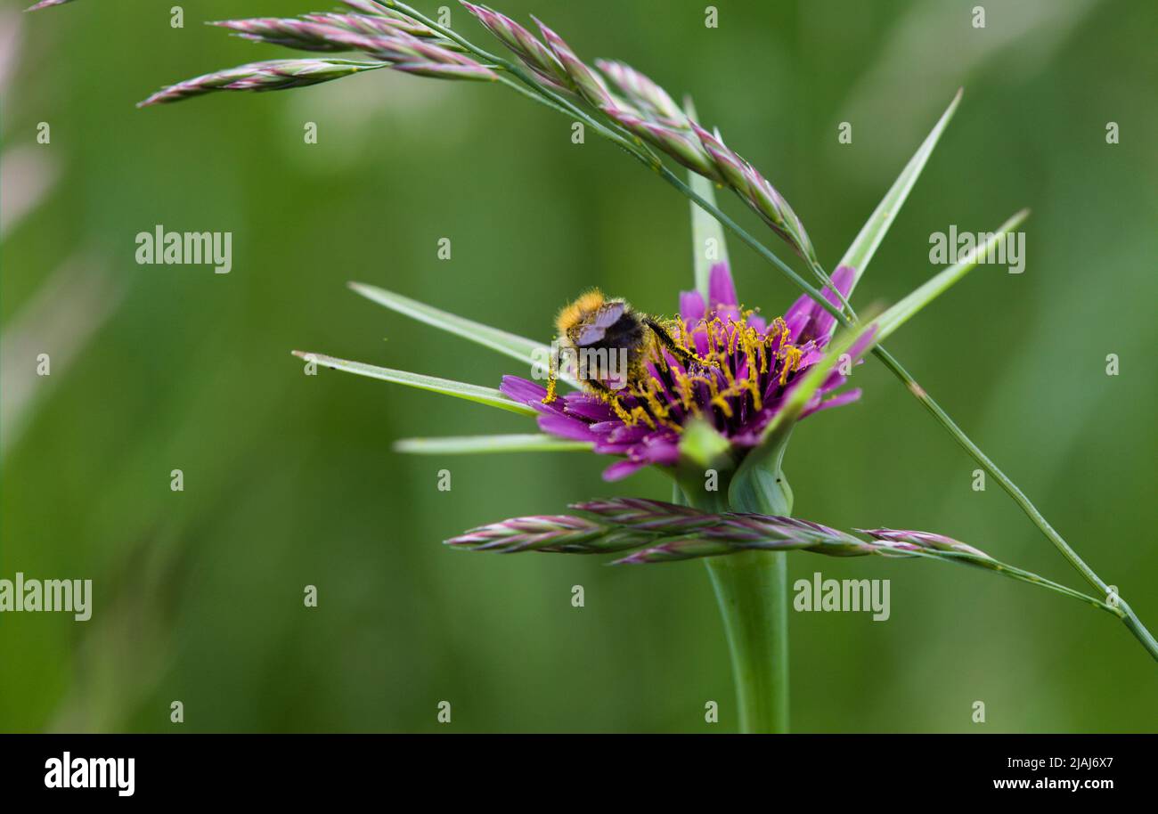 Biene bedeckt mit Pollen auf einer violetten Ziegenbart Blume, Tragopogon porrifolius Stockfoto