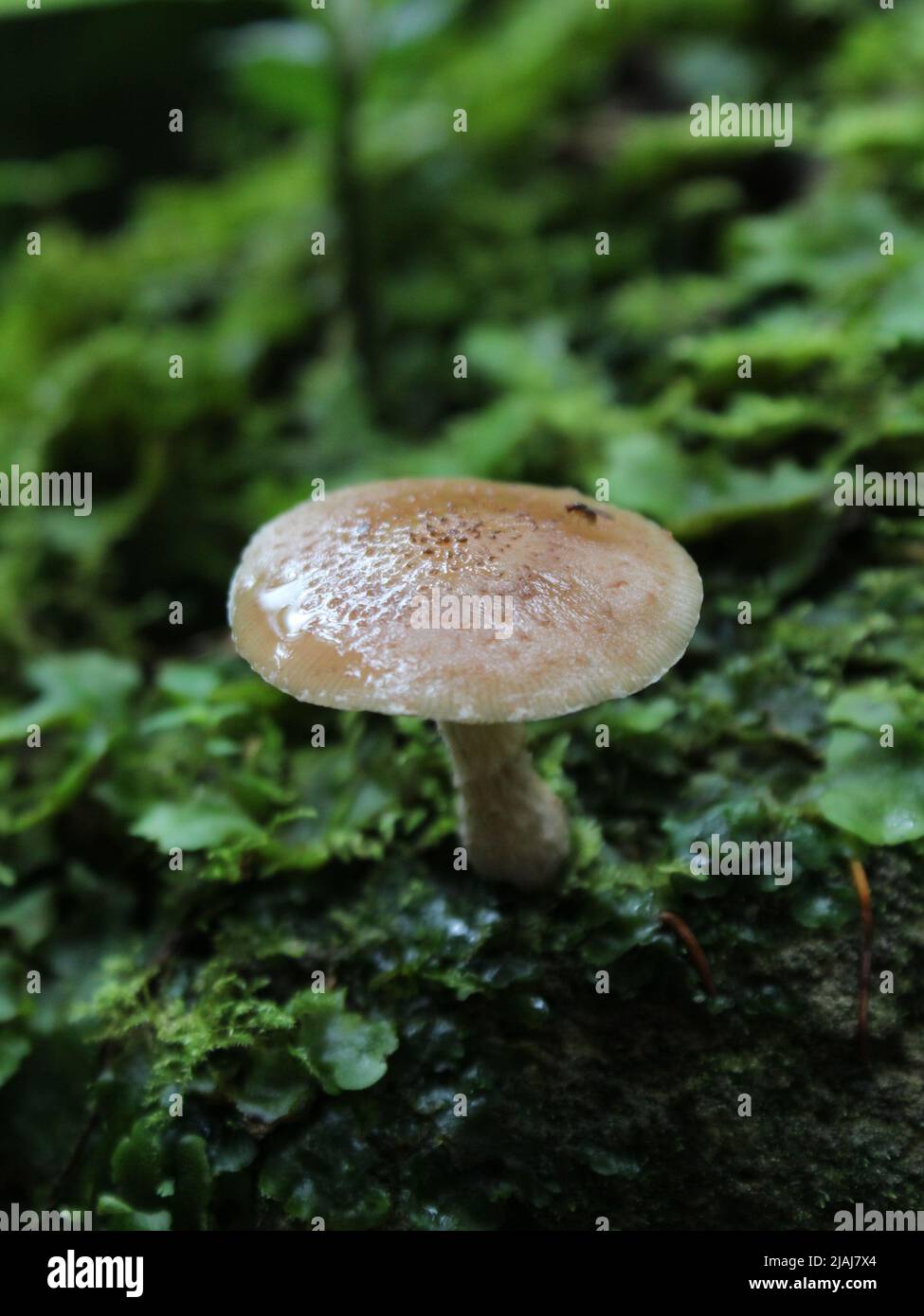 Feuchter Pilz auf dem Regenwaldboden Stockfoto