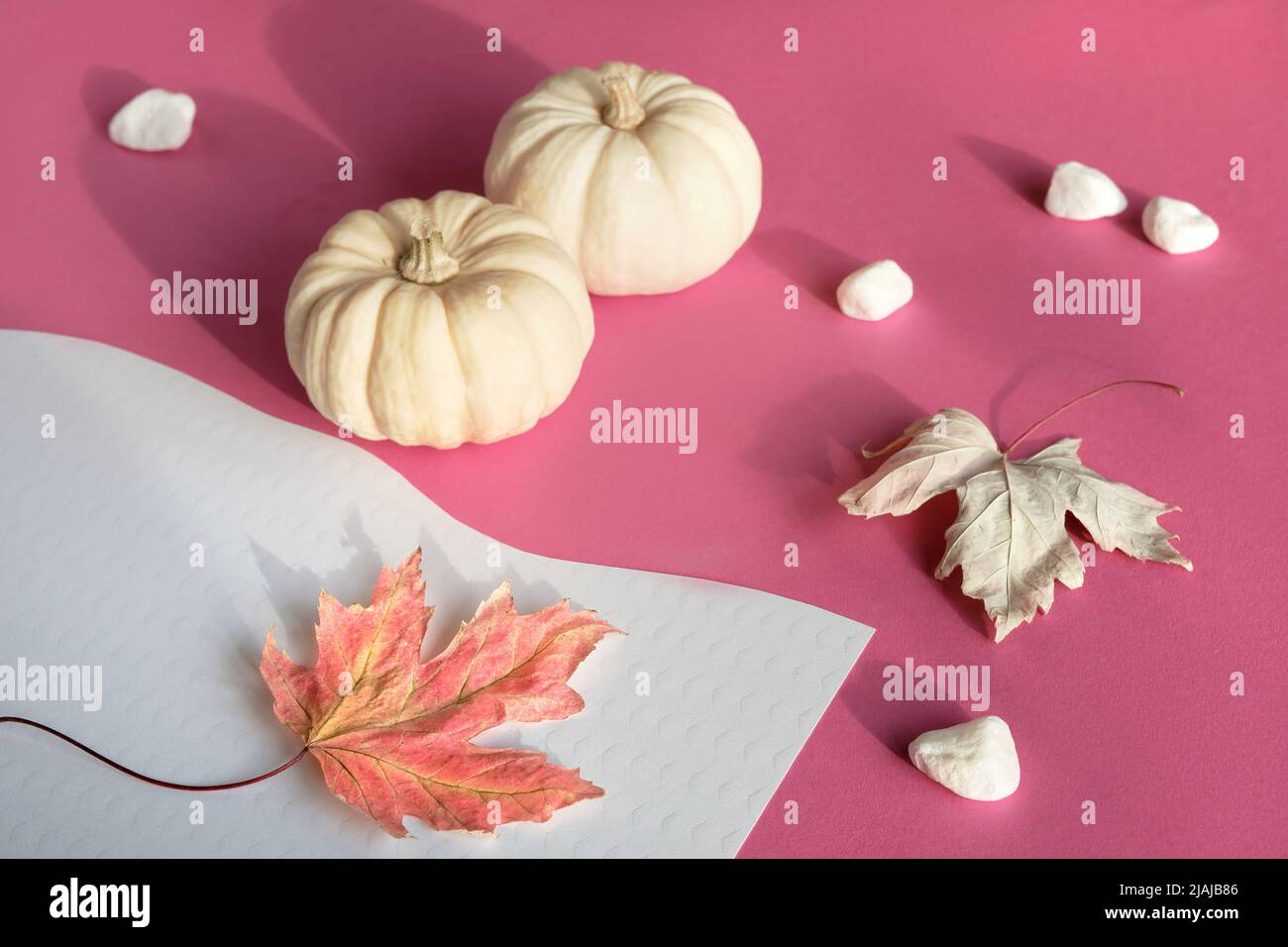 Pinkfarbenes Papier mit Hintergrund und Herbstdekor. Monochromatischer Look mit rosa Kürbissen und trockenen Herbstblättern. Stockfoto