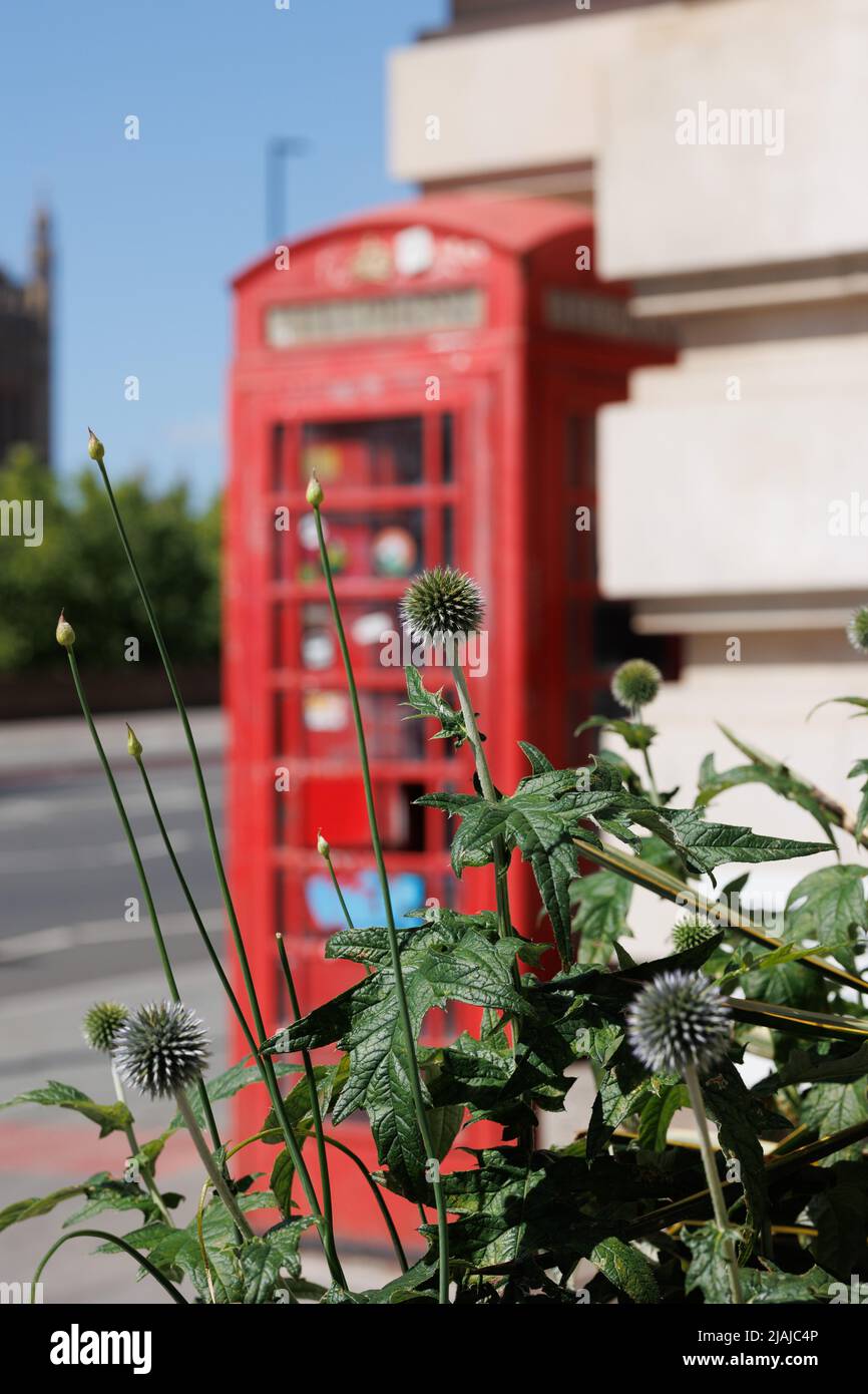 Nahaufnahme von Kugeldisteln in einem Stadtgarten in London mit einer traditionellen, verwackelten roten Telefonbox im Hintergrund Stockfoto