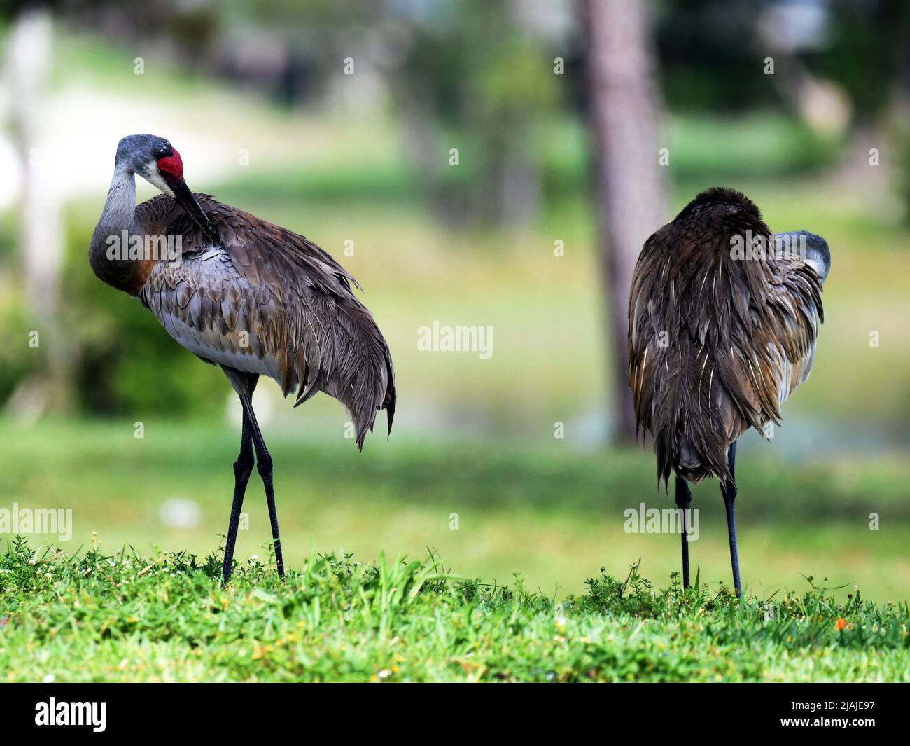 Zwei Kraniche Stockfoto