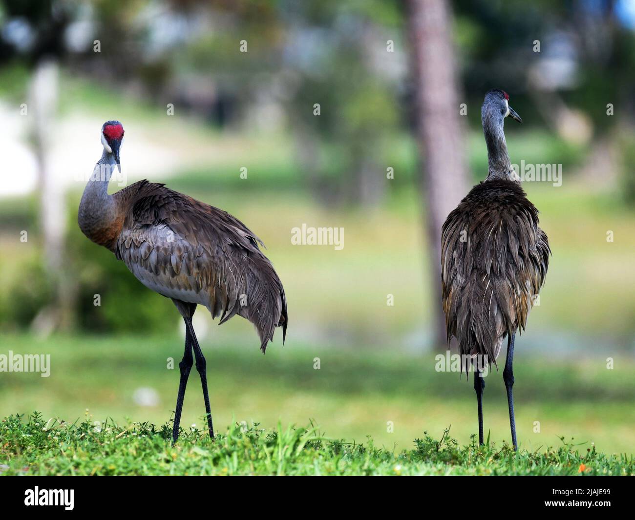 Sandhill Cranes Zusammen Im Park Stockfoto