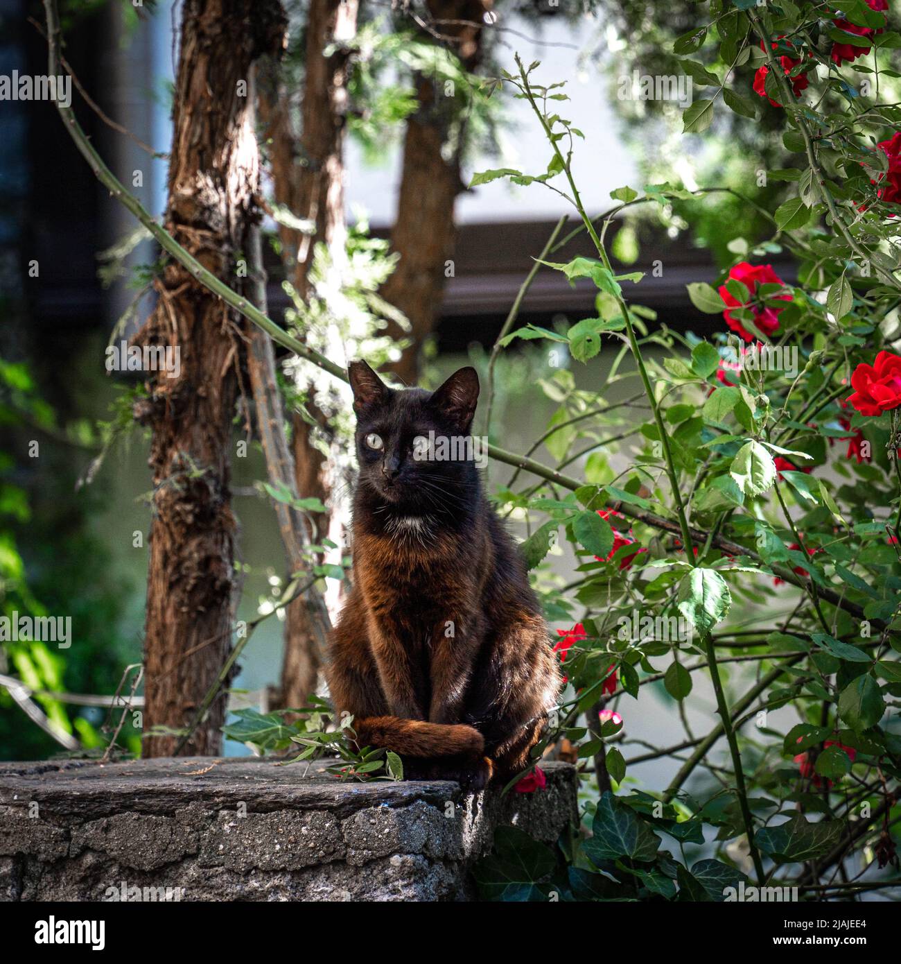 Porträt einer streunenden roten Katze mit schwarzem Kopf auf dem Stein sitzend mit verschwommenen Ästen und roten Rosen auf dem Hintergrund in Plovdiv, Bulgarien Stockfoto