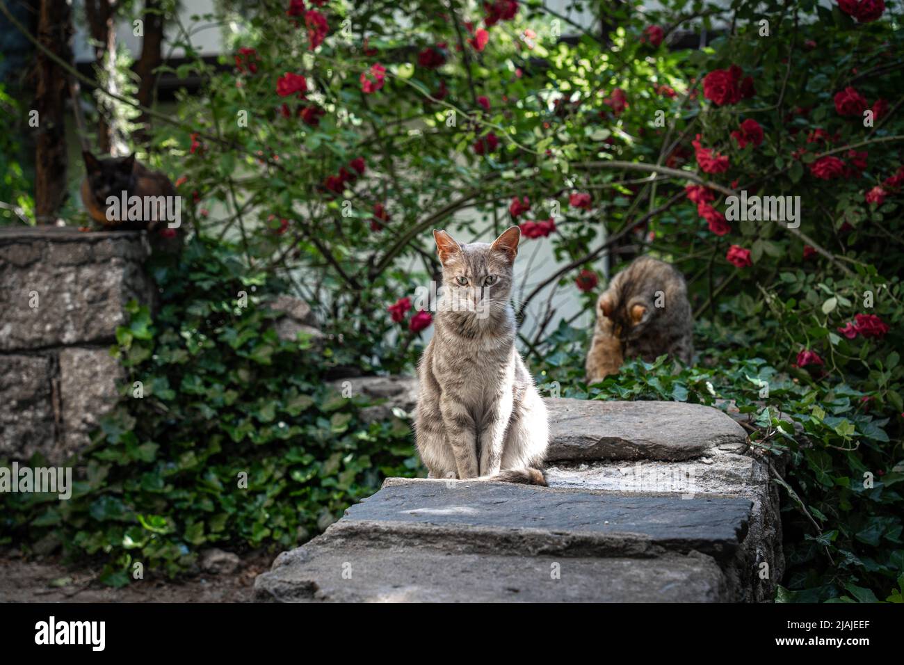 Porträt einer streunenden gestromten Katze, die ruhig mit grünen Blättern, roten Rosen und zwei anderen Katzen im Hintergrund in Plovdiv, Bulgarien, sitzt Stockfoto