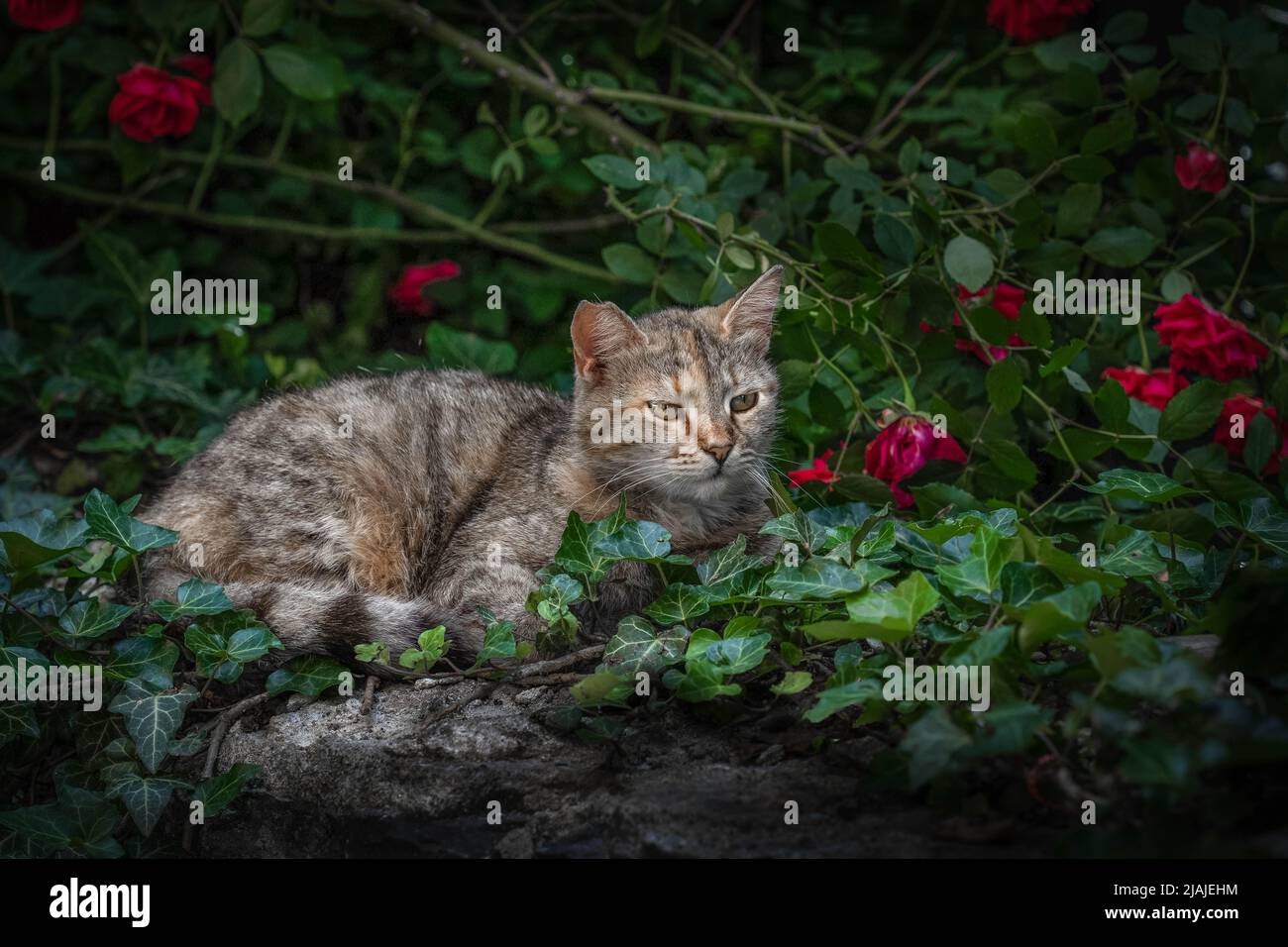 Porträt einer streunenden gestromten Katze mit erhobenem Kopf, die ruhig zwischen grünen Efeu-Blättern und roten Rosen in Plovdiv, Bulgarien, liegt Stockfoto