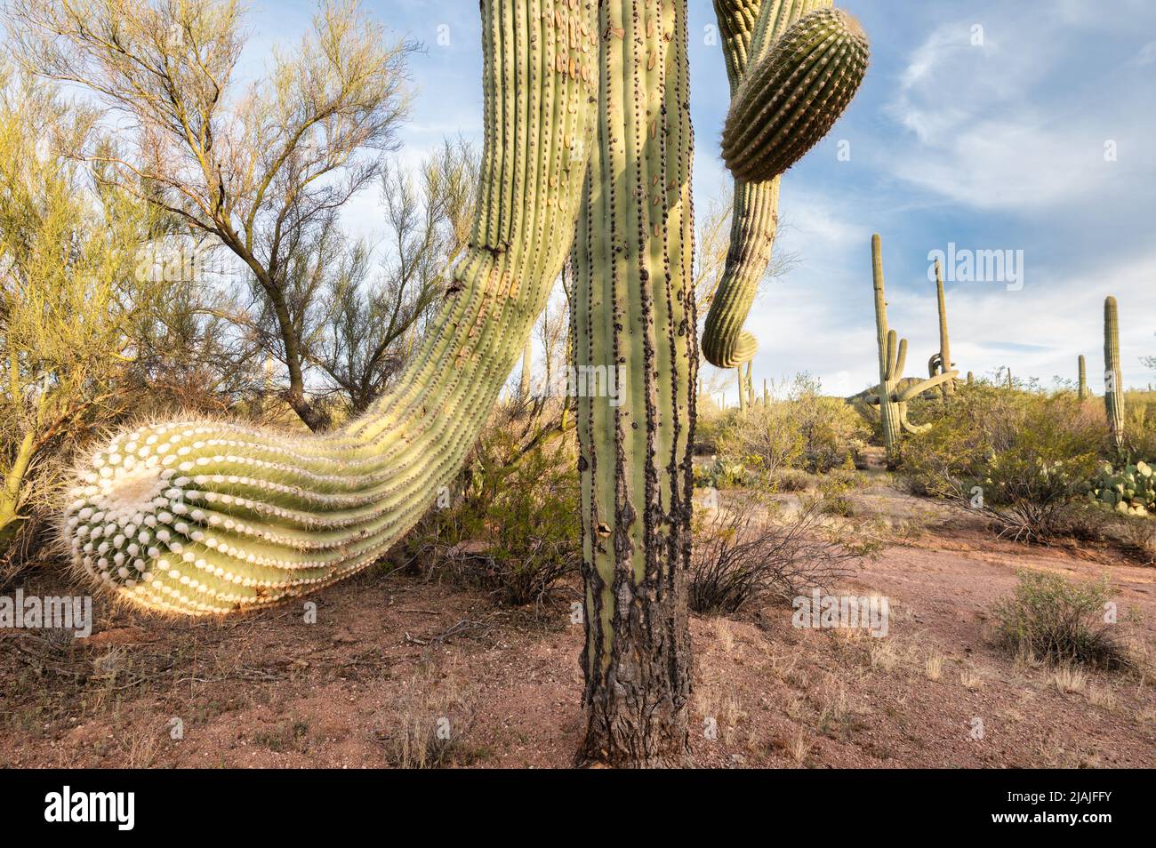 Saguaro Kaktusarm streckte sich in Richtung Kamera Stockfoto