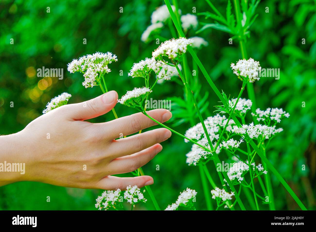 Baldrian officinalis.Hand berührt Baldrian Blumen im Sommergarten .Heilkräuter. Blumen von Baldrian officinalis Stockfoto