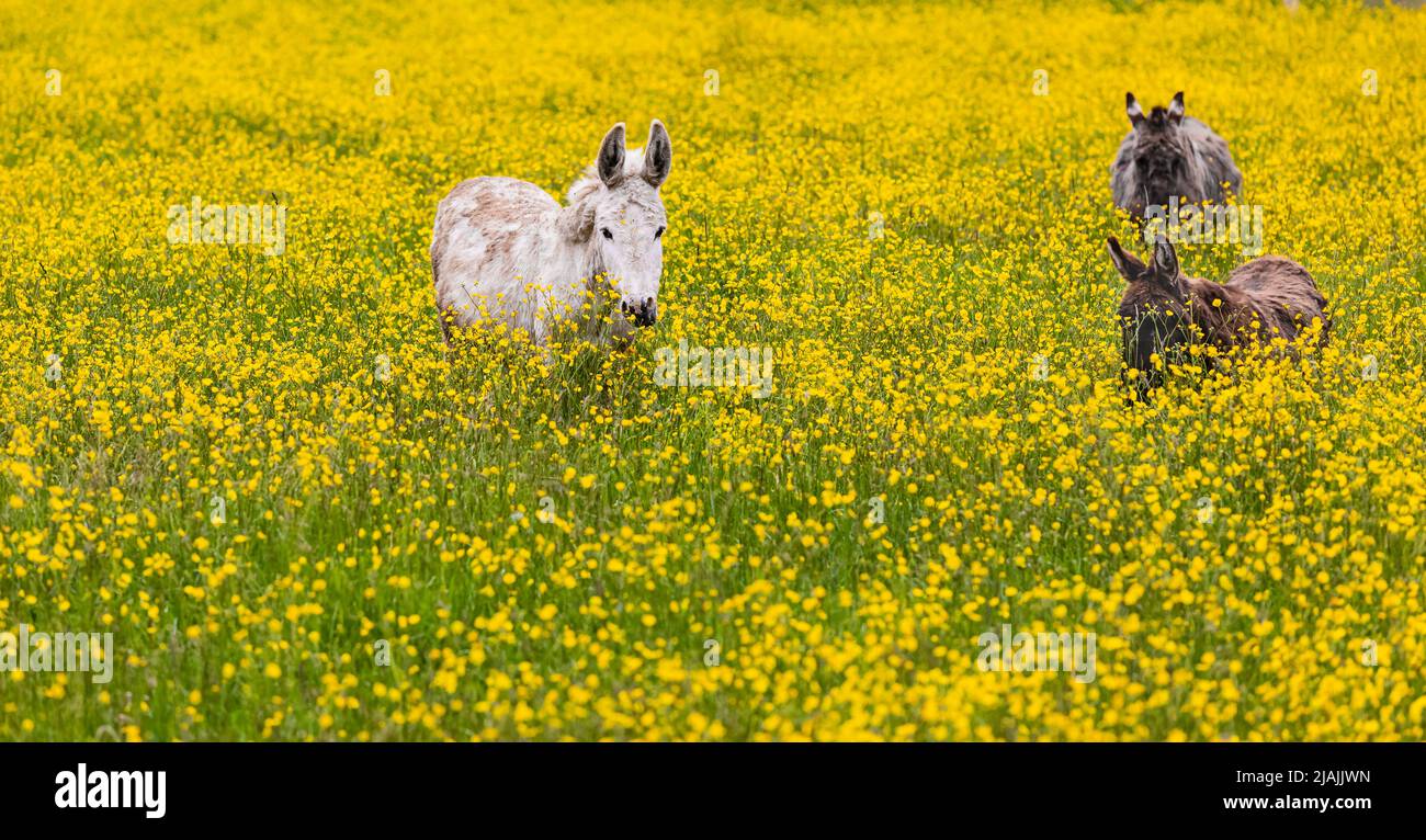 Familie von Eseln im Frühling im Freien. Esel auf der Wiese Stockfoto