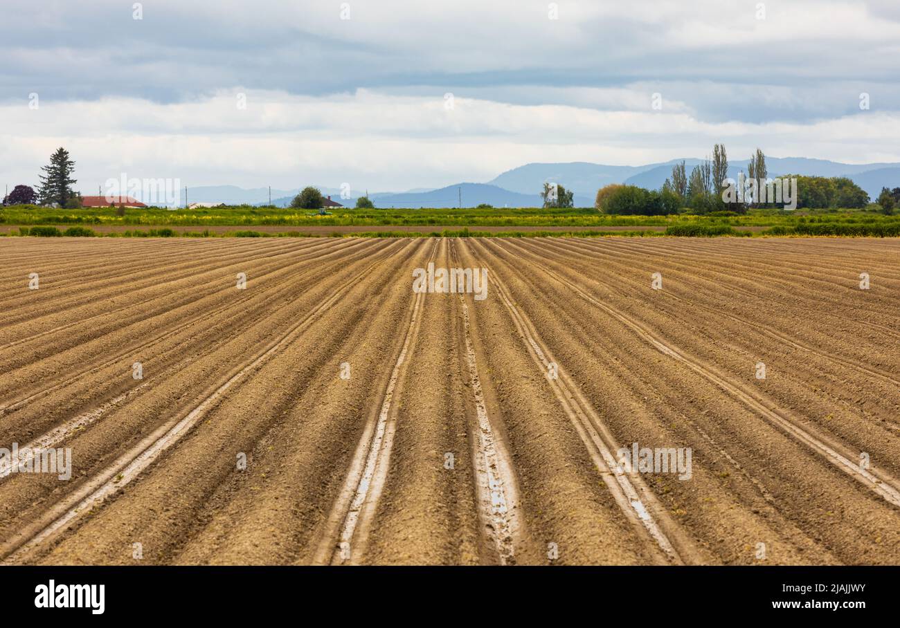 Agrarbereich. Im Frühjahr in Kanada landen Pflüge mit gepflanzten Kartoffeln Stockfoto