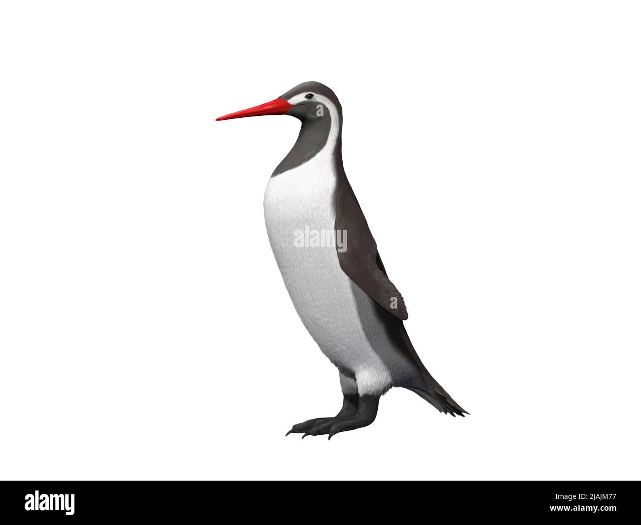 Kumimanu biceae, ein riesiger Pinguin aus der Paläozän-Epoche Neuseelands. Stockfoto