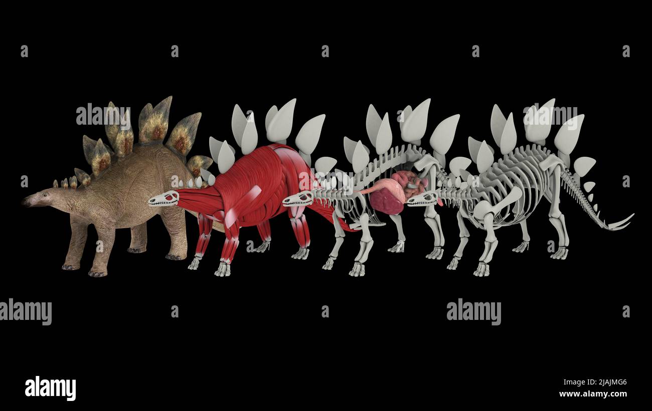 Anatomie eines Stegosaurus-Dinosauriers. Stockfoto