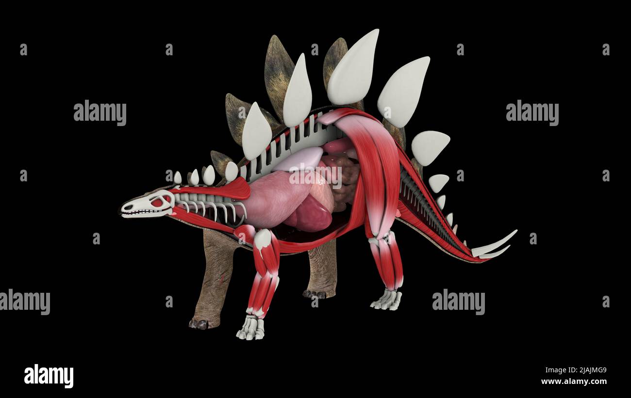 Innere Anatomie eines Stegosaurus-Dinosauriers. Stockfoto