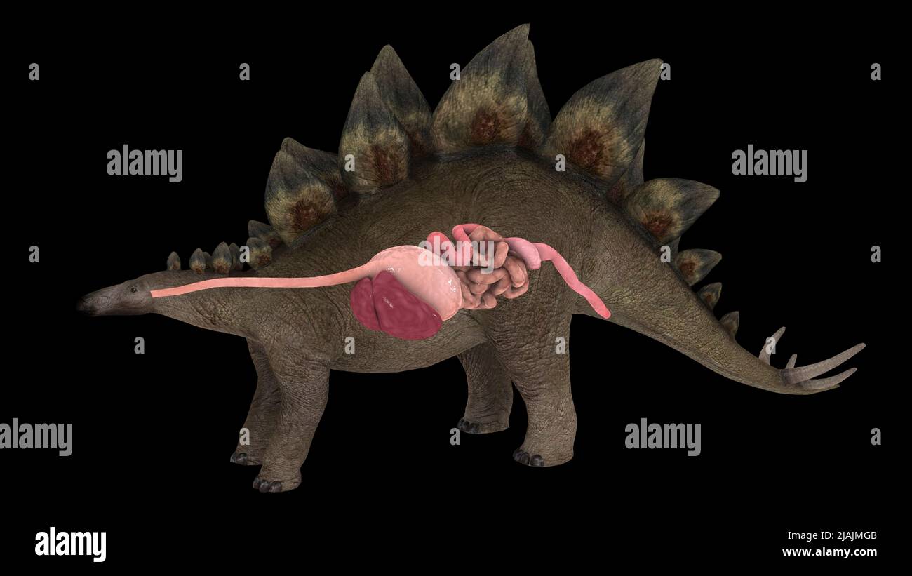 Verdauungssystem eines Stegosaurus Dinosauriers. Stockfoto