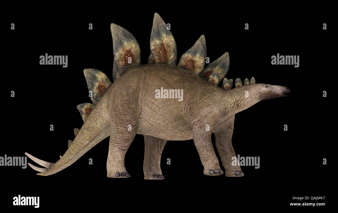 Stegosaurus Dinosaurier, Seitenansicht auf schwarzem Hintergrund. Stockfoto