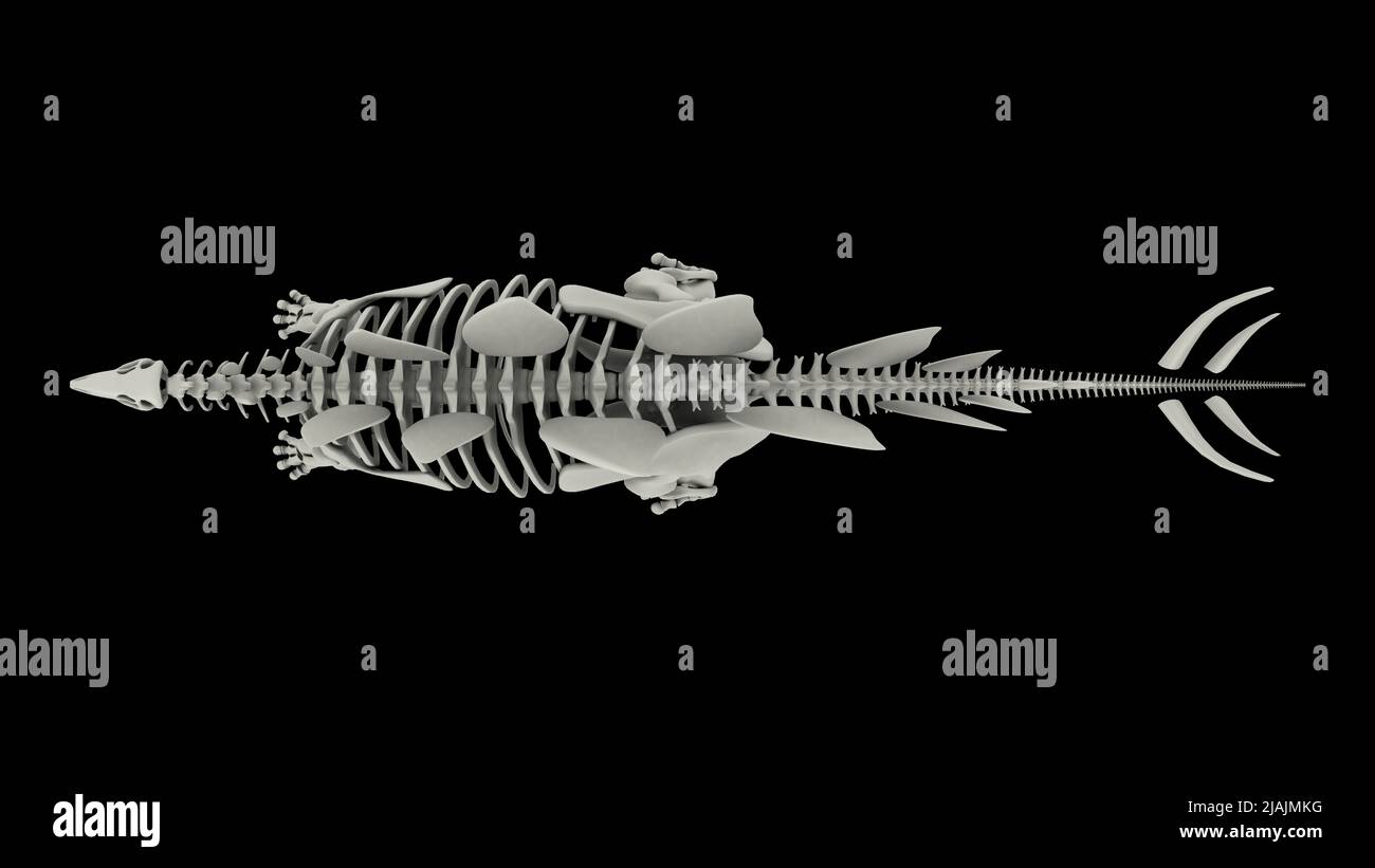 Skelettsystem des Stegosaurus, Ansicht von oben. Stockfoto