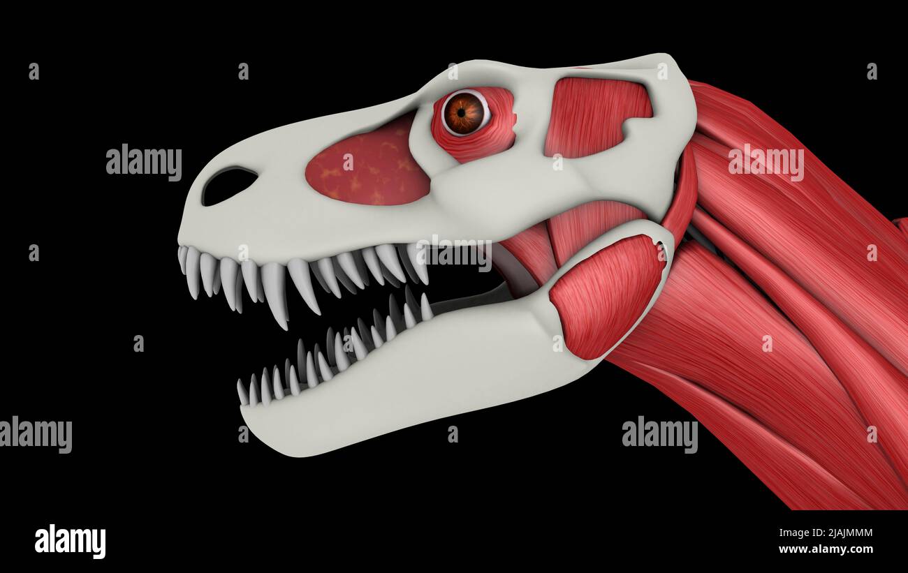Gesichtsmuskeln des Tyrannosaurus rex. Stockfoto