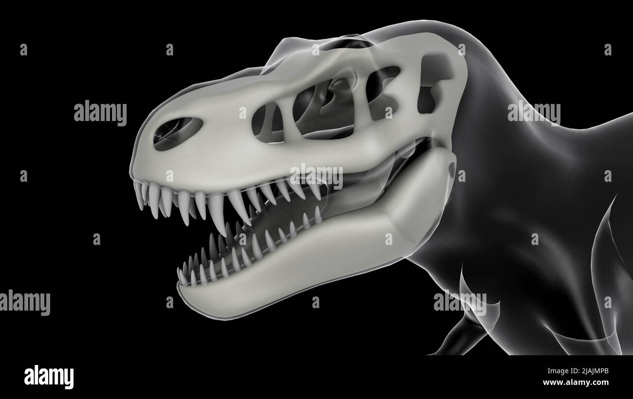 Tyrannosaurus rex Schädel, Röntgenansicht. Stockfoto