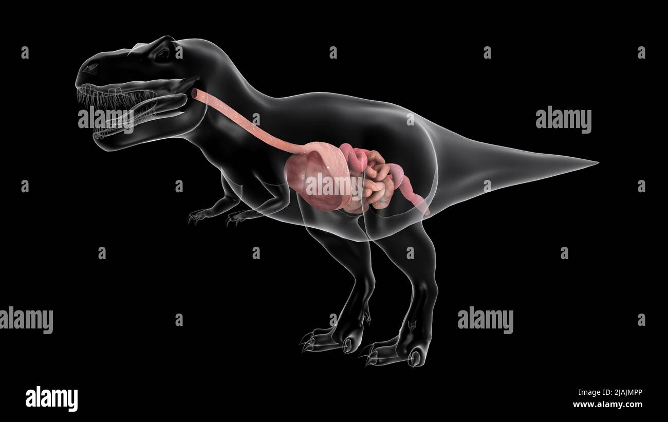 Verdauungssystem des Tyrannosaurus rex, Seitenansicht. Stockfoto
