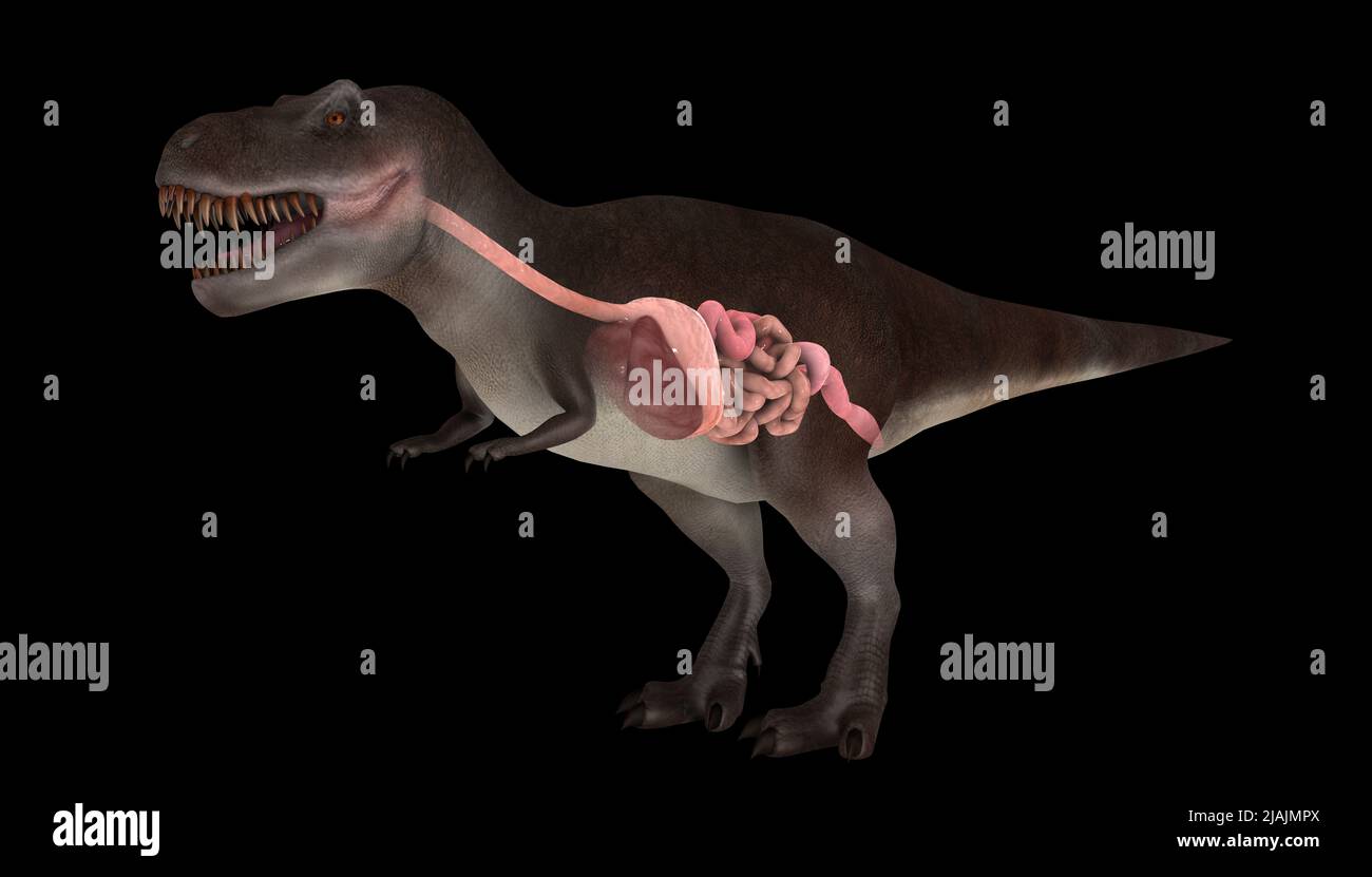 Verdauungssystem des Tyrannosaurus rex, Seitenansicht. Stockfoto