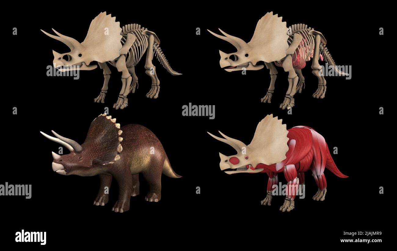 Anatomie des Triceratops-Dinosauriers, mehrere Ansichten. Stockfoto