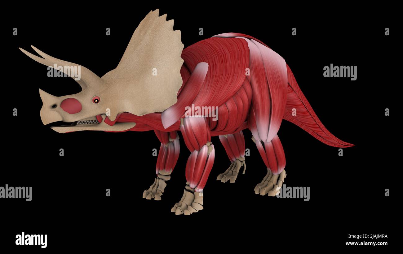 Muskelsystem eines Triceratops-Dinosauriers, Seitenansicht. Stockfoto