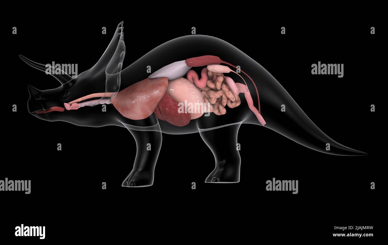 Respirations- und Verdauungssystem eines Triceratops-Dinosauriers. Stockfoto