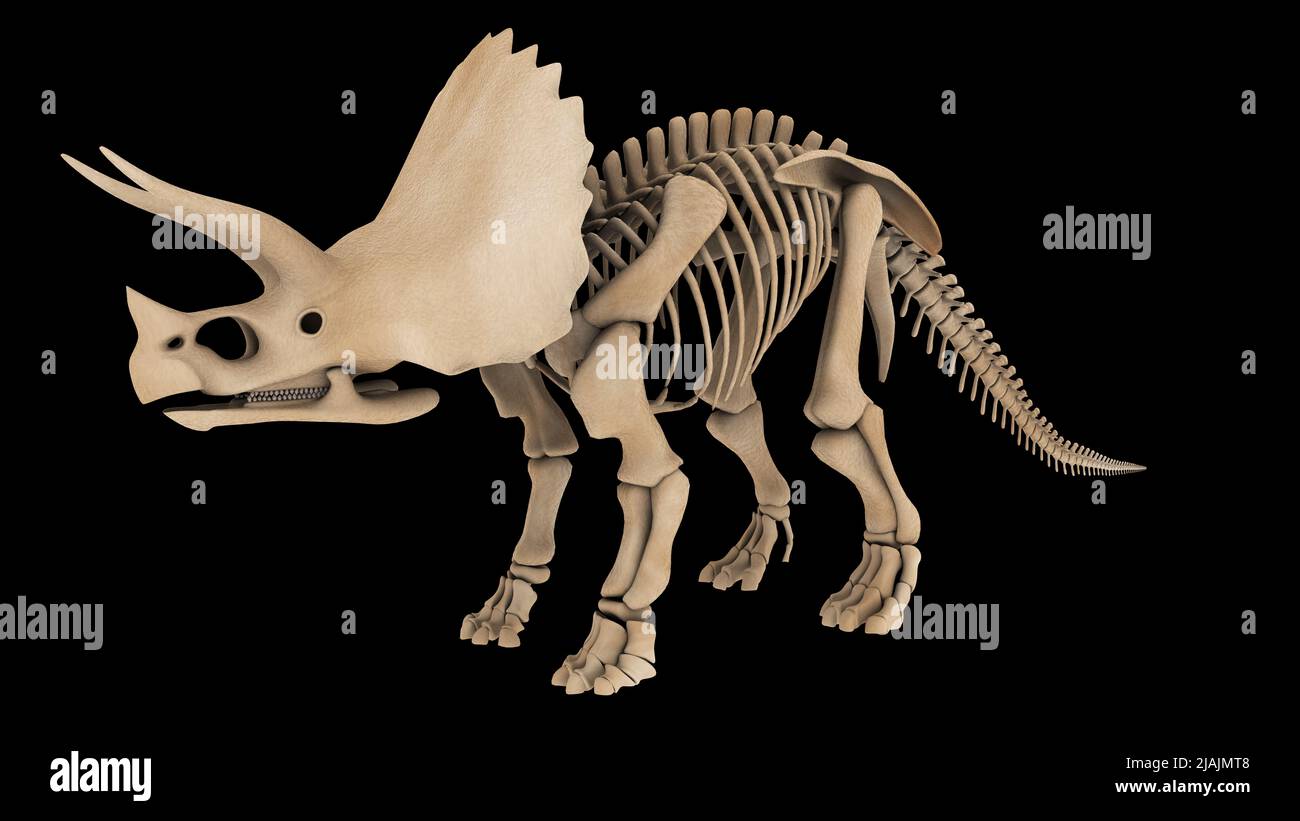 Skelettsystem eines Triceratops-Dinosauriers, Seitenansicht. Stockfoto