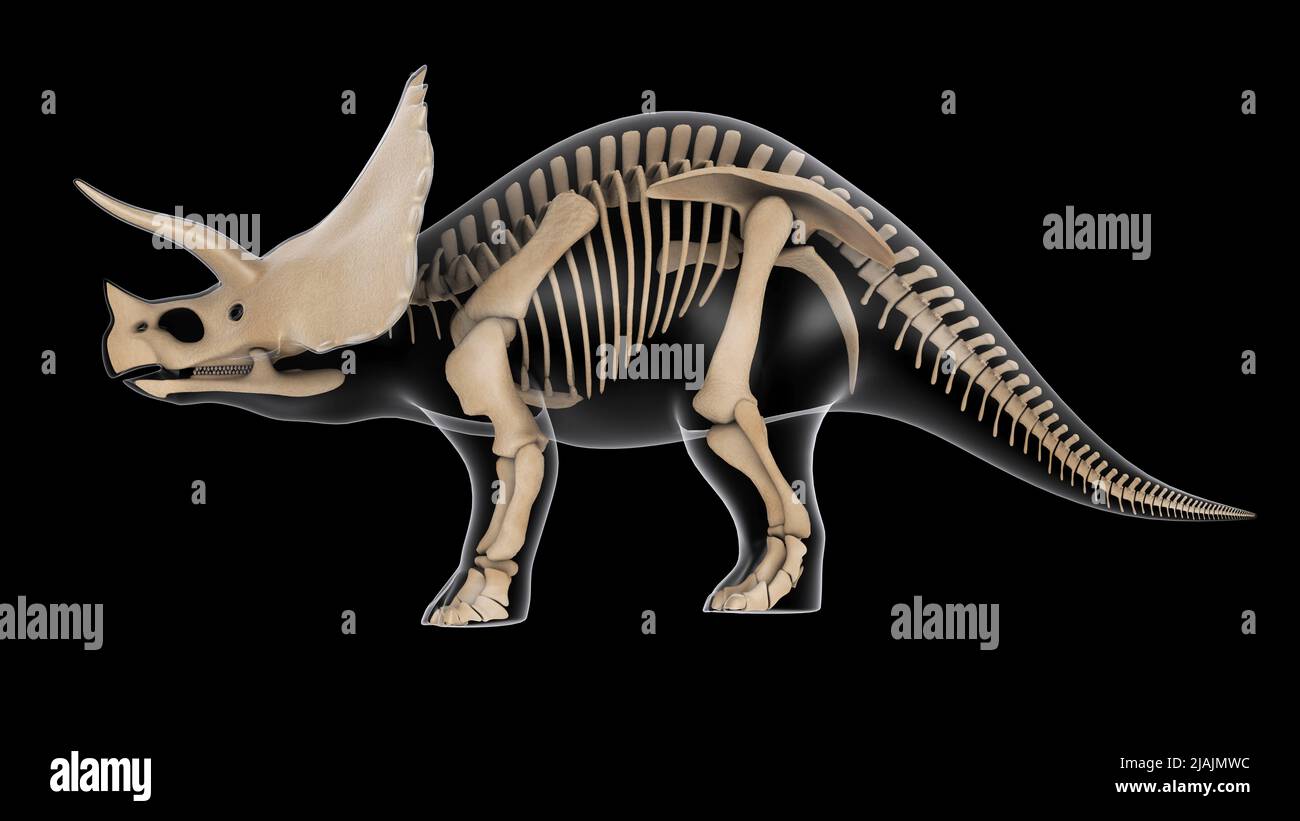 Skelettsystem eines Triceratops-Dinosauriers, Röntgenseitenansicht. Stockfoto
