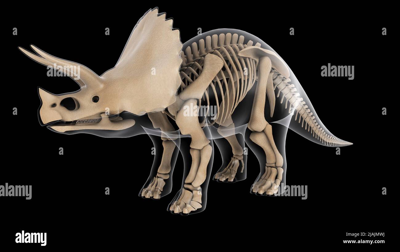 Skelettsystem eines Triceratops-Dinosauriers, Röntgenansicht. Stockfoto