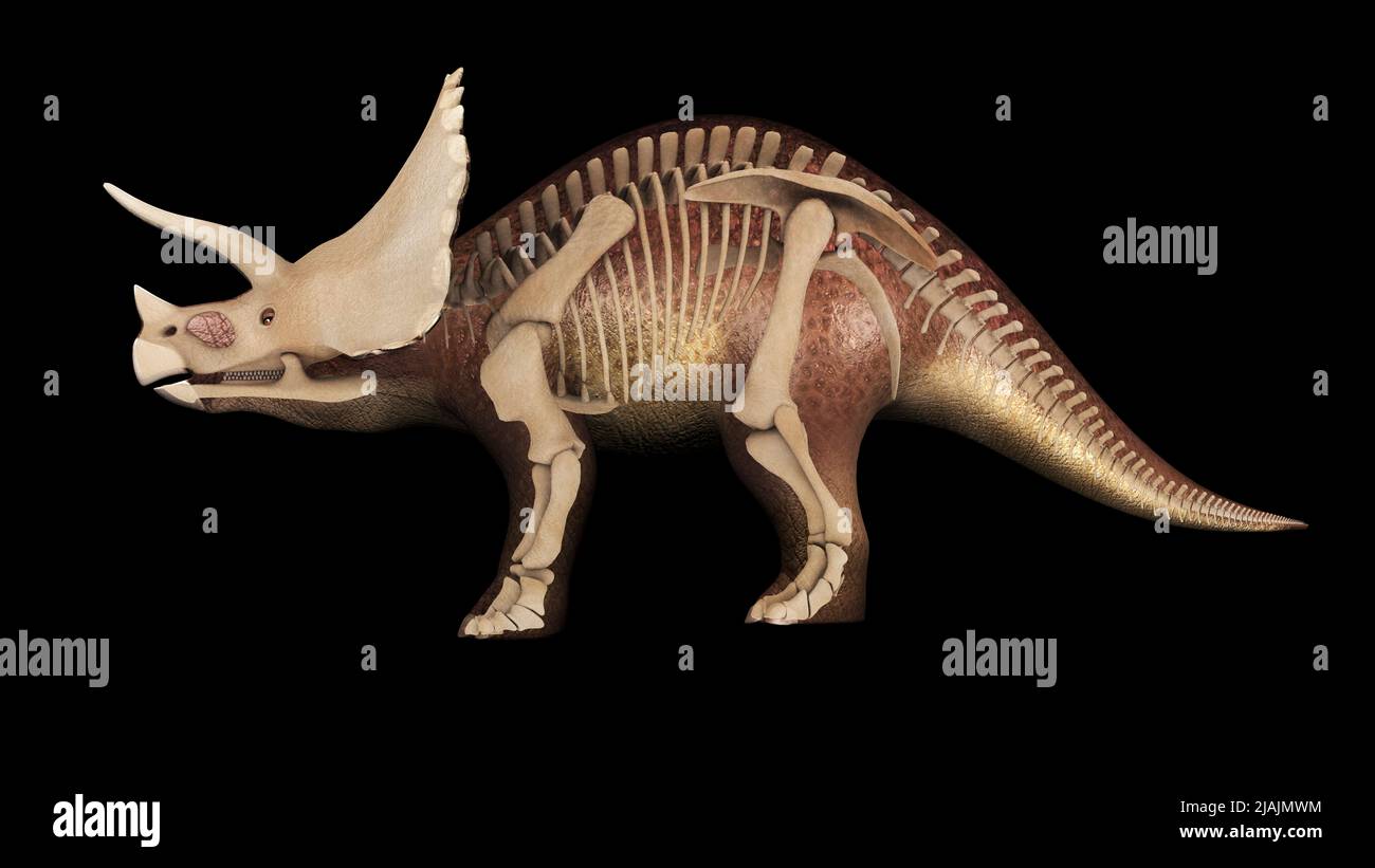3D Darstellung von Triceratops, mit Überlagerung des Skelettsystems. Stockfoto