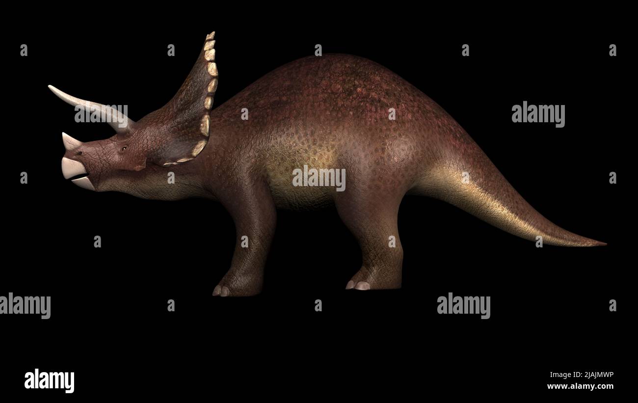 Triceratops-Dinosaurier, Seitenansicht. Stockfoto