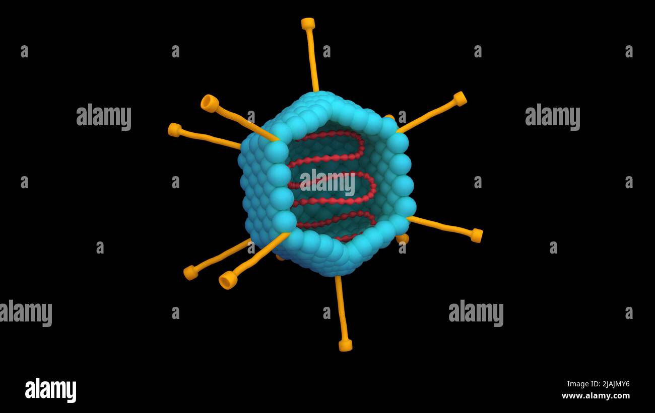 Querschnitt eines Adenovirus, auf schwarzem Hintergrund. Stockfoto