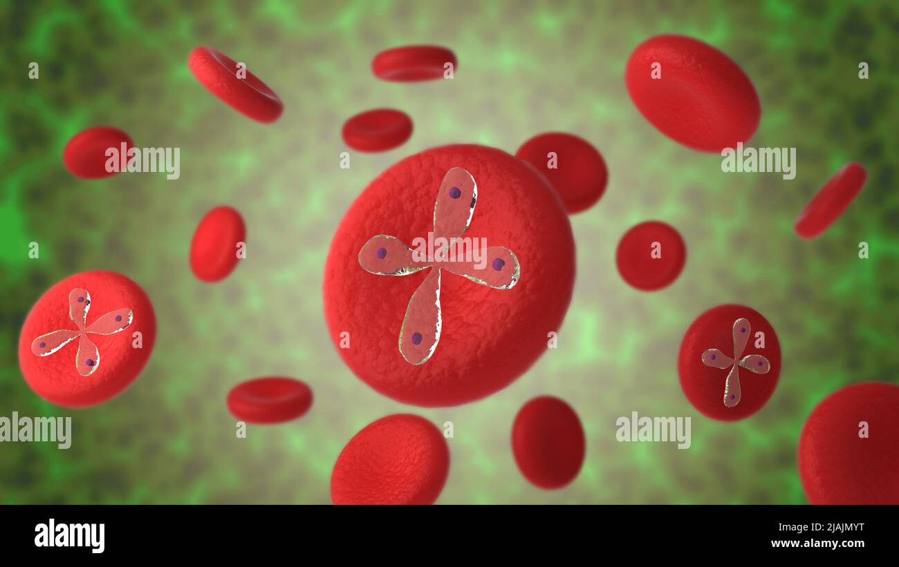Konzeptionelle biomedizinische Illustration von Babesia-Parasiten, die rote Blutkörperchen infizieren. Stockfoto